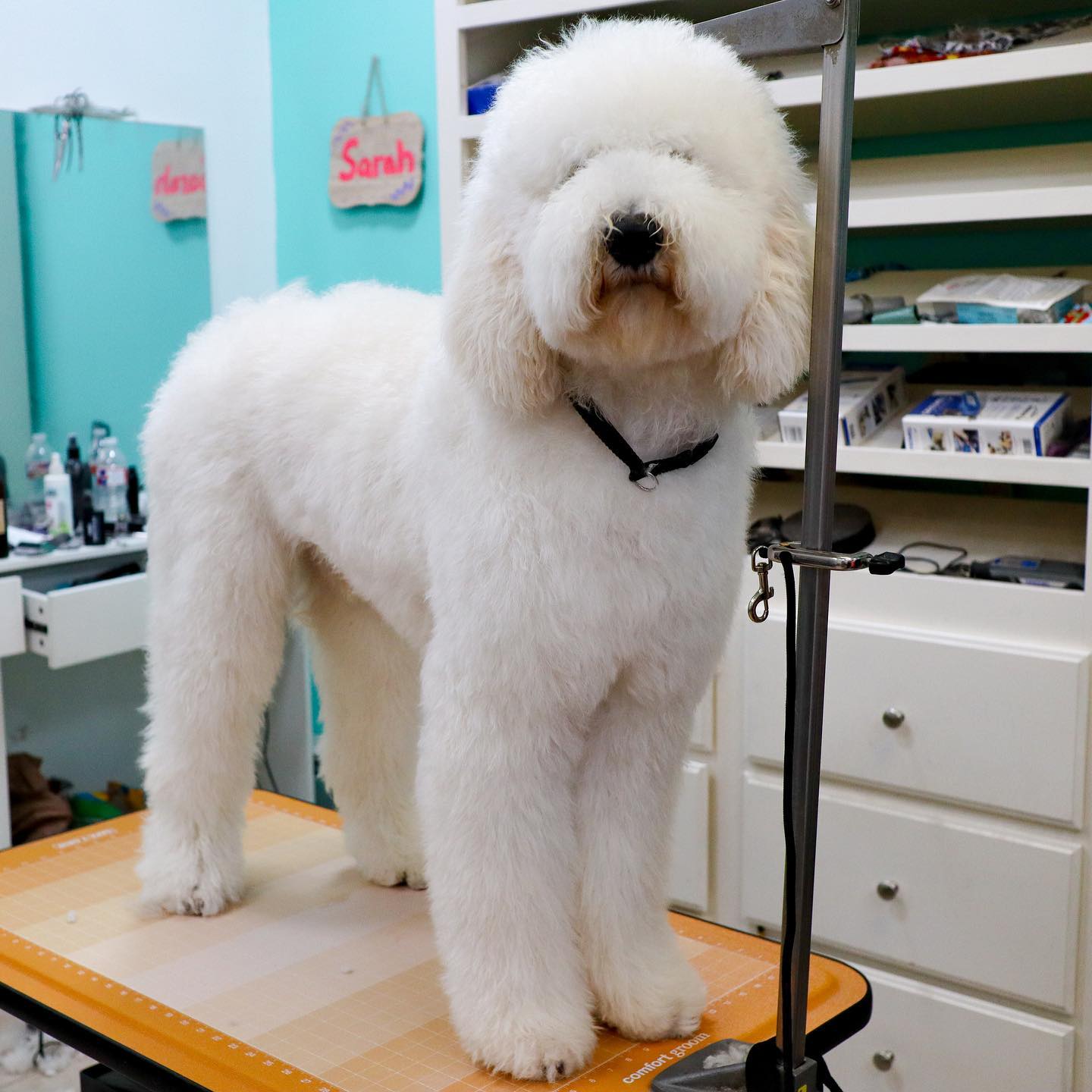 Is it time for a full service groom? 🐶 Book with us now!