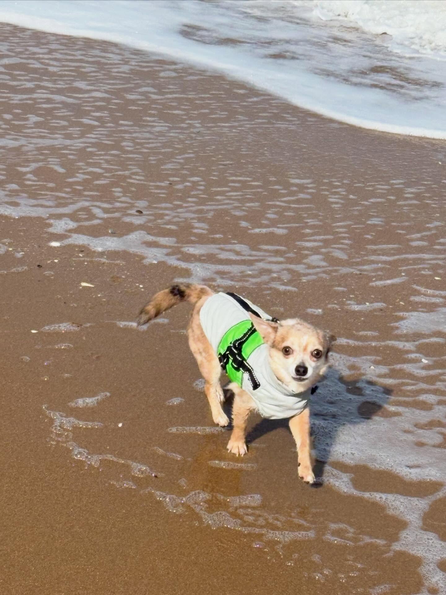Rolo decided on a paddle this morning, braver than me! 🌊
