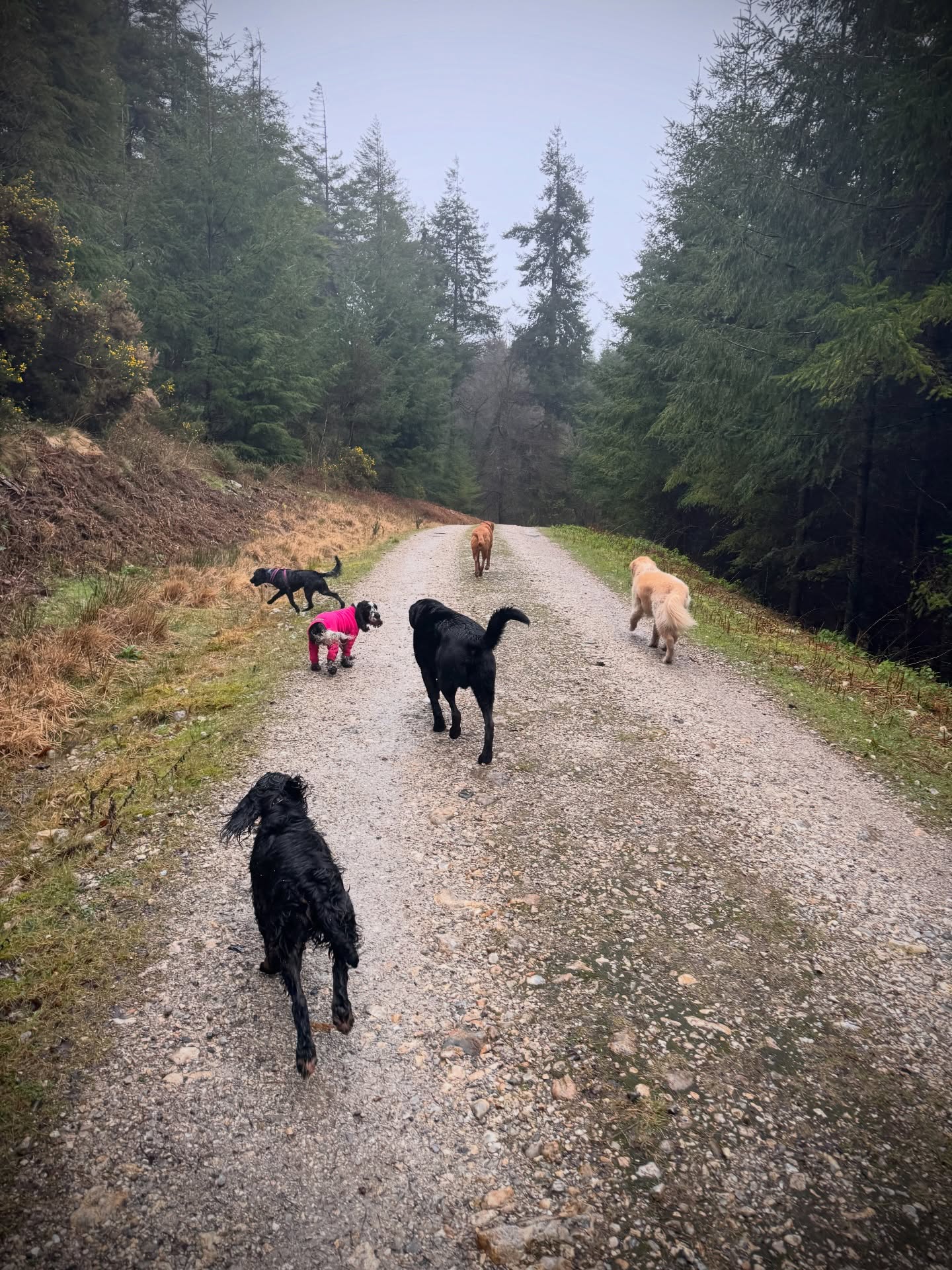 Soggy doggy day 🌧️