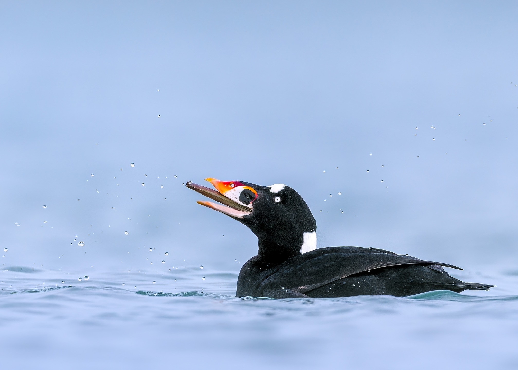Surf Scoter - the Joey Chestnut of the bird world? Amazing to see this razor clam go down the hatch in a few gulps.