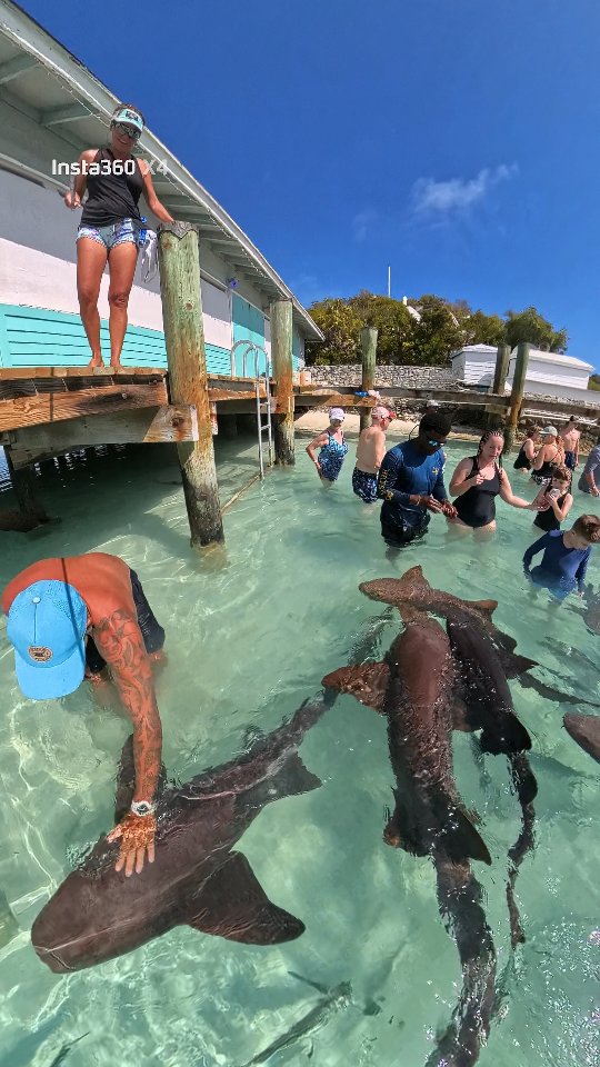 Chilling between the nurse sharks at Compass Cay right now! 🦈
🩵 Catamaran Nova - escape to paradise
#Bahamas #Exumas #NurseSharks #catamaranlife #sailinglife