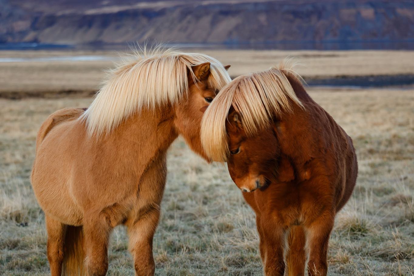 BAER ART CENTER wishes you a happy, healthy and productive 2023.
✨🎉🥳🌟✨
Hugs from us all.
www.baer.is
www.hofdastrond.is
✨