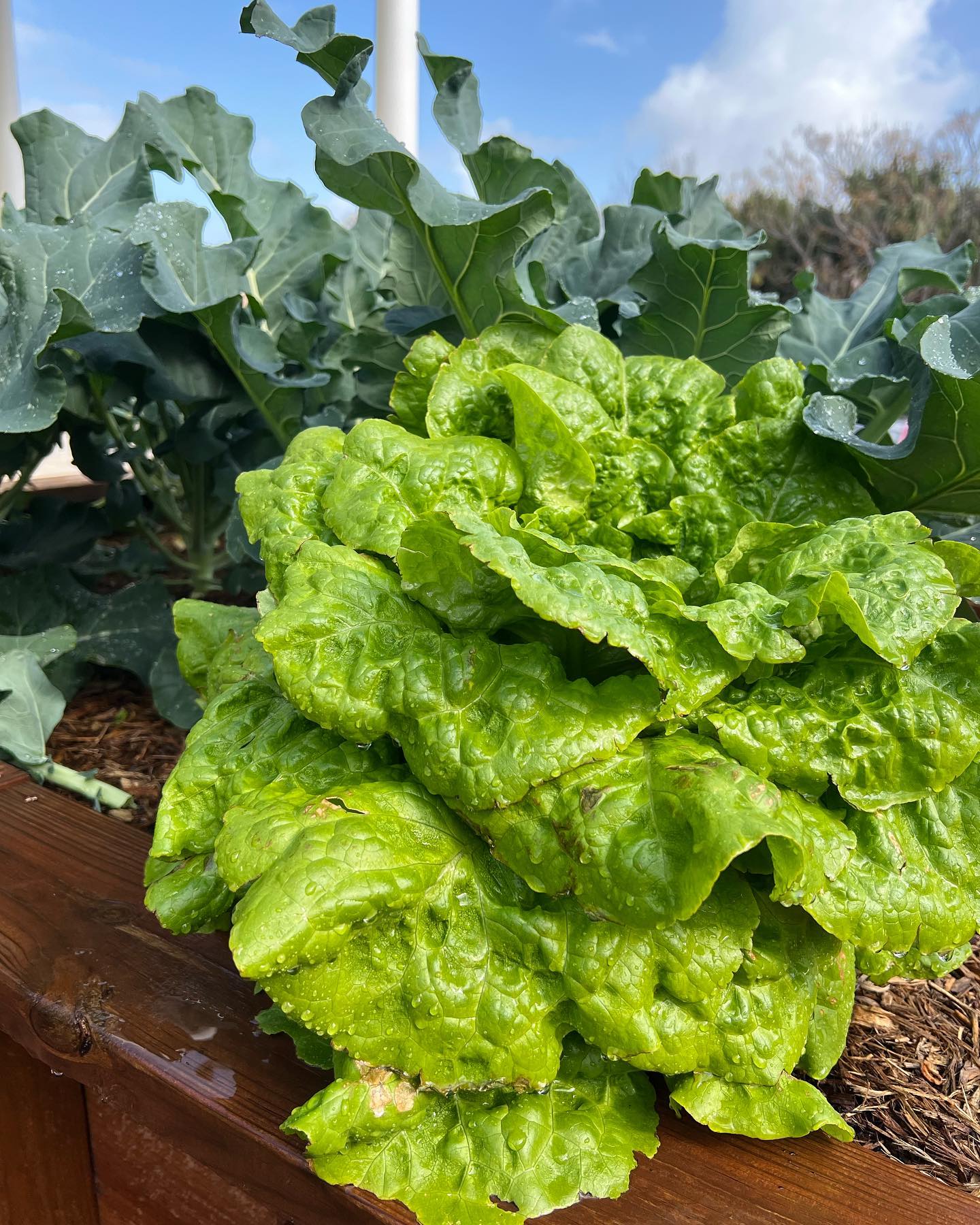 🌱 Harvesting joy and veggies! Our community garden is flourishing with crisp lettuce, vibrant collard greens, and radiant radishes. Did you know lettuce is packed with hydrating goodness? Collard greens are a nutrition powerhouse, rich in vitamins A and K. As for radishes, they add a spicy kick to your plate!
.
.
.
.
#communitygardensofinstagram #vegetablegarden #greenthumb #gardening