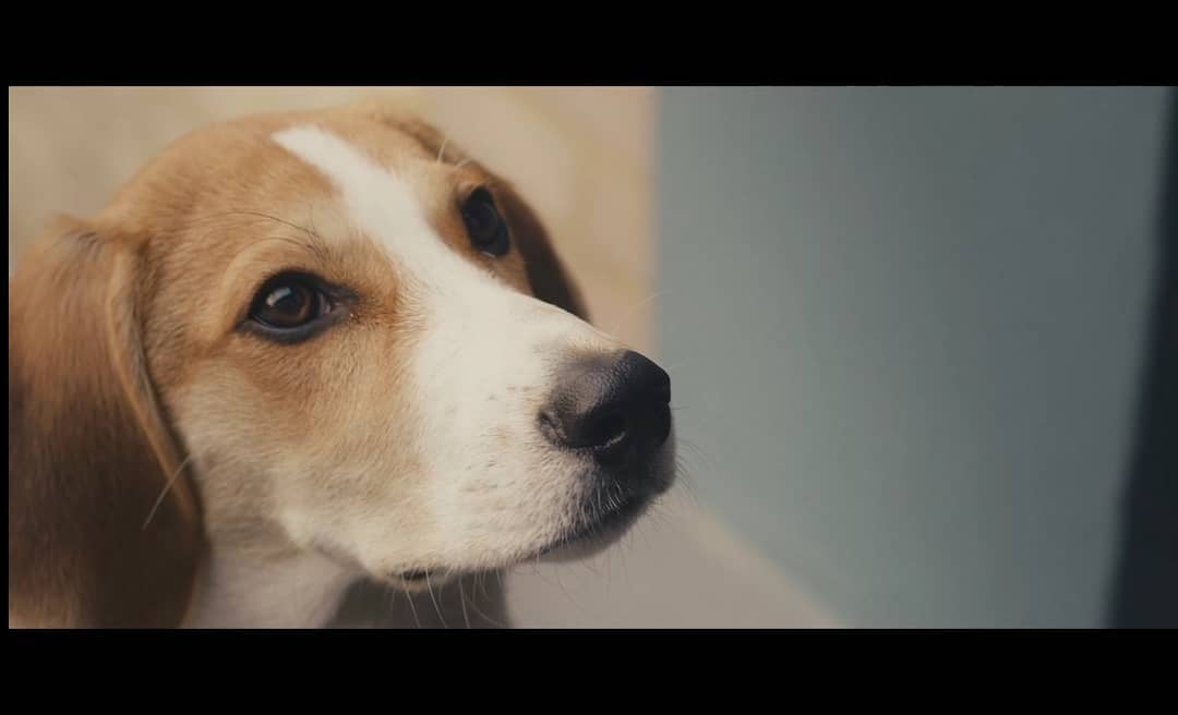 Some stills from our video biopic for @UrbanFront and their beautiful handmade doors.
#filmmaking #pluckyfilms #actorfilmmaker #urbanfront #cinematography #colourgrading #davinciresolve #bmpcc6k #videographer #videomarketing #independentfilm #filmdirector #colourist #stalbans #chesham #cheshamlife #architecture #interiordesign #arrialexamini #arrialexa #videoeditor #videoproduction #videoproductioncompany #hertfordshire #hemelhempsteadphotographer #filmmaker #behindthelens