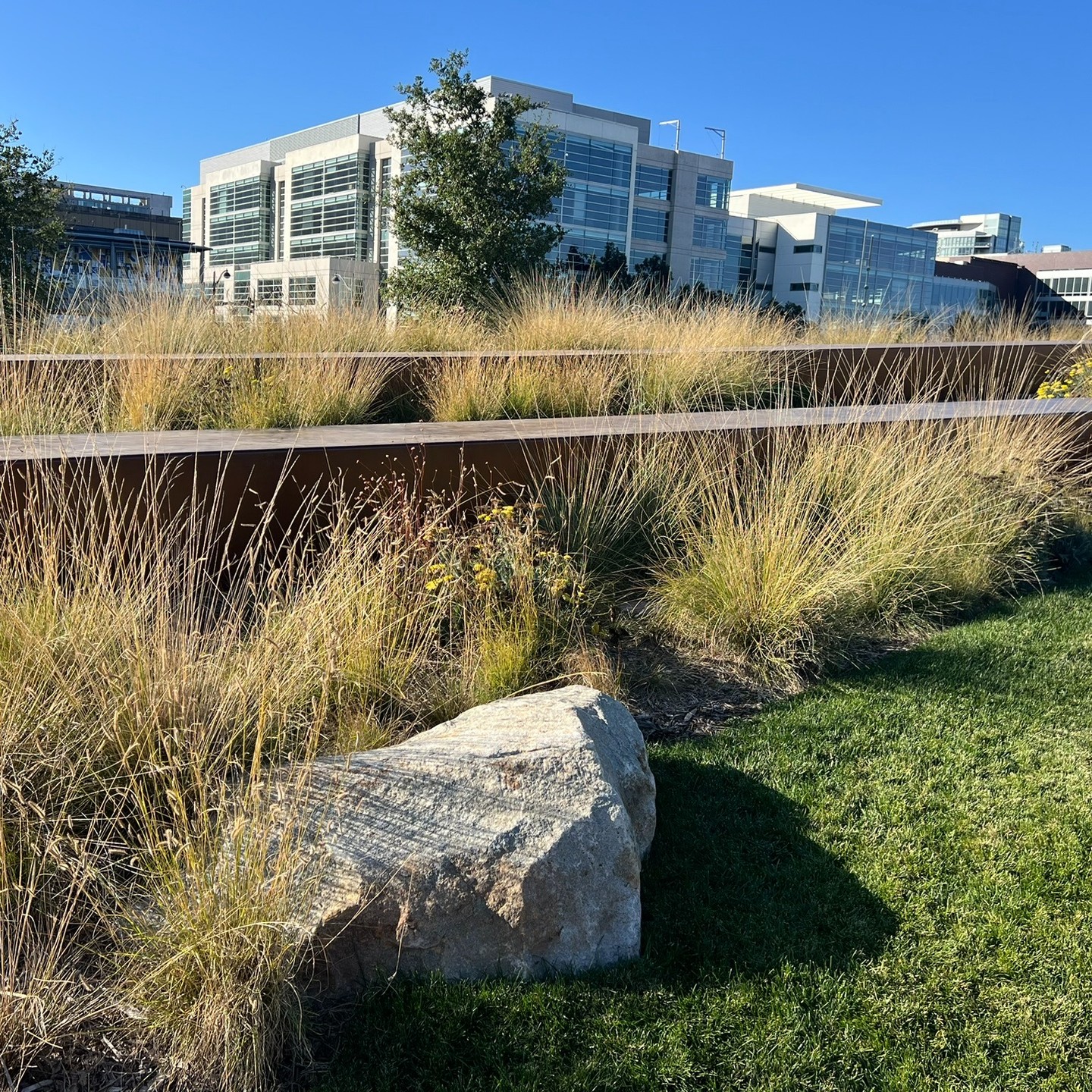 Had a chance to visit Bayfront Park, which just opened last month. Love the use of ornamental grasses against the warm brown of the Corten steel. The wood boardwalk will soon weather, fading into a beautiful silver color.
In coastal areas, many materials will weather at an accelerated rate due to the salt spray from the ocean. The key is to select materials that weather beautifully.