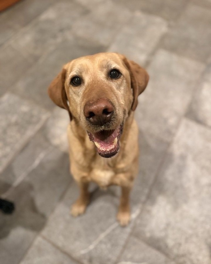 This face is 100% ready to trade the living room floor for the great Saturday outdoor adventure!
#WoofHoofMew #petsitting #whitedogs #morrisoncolorado #evergreencolorado #conifercolorado #dogsofcolorado #dogsofinstagram