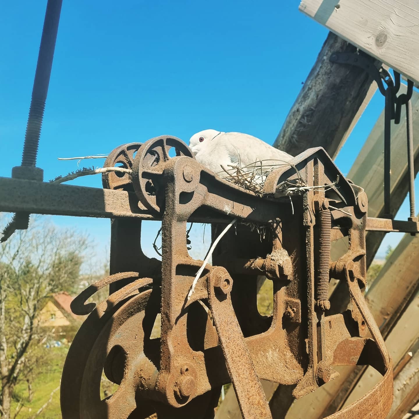 Réhabilitation en cours d'un ancien #corpsdeferme
Tavaux le réfection des bois de #charpente et de redressement de #toiture
#lovealsace #colombages