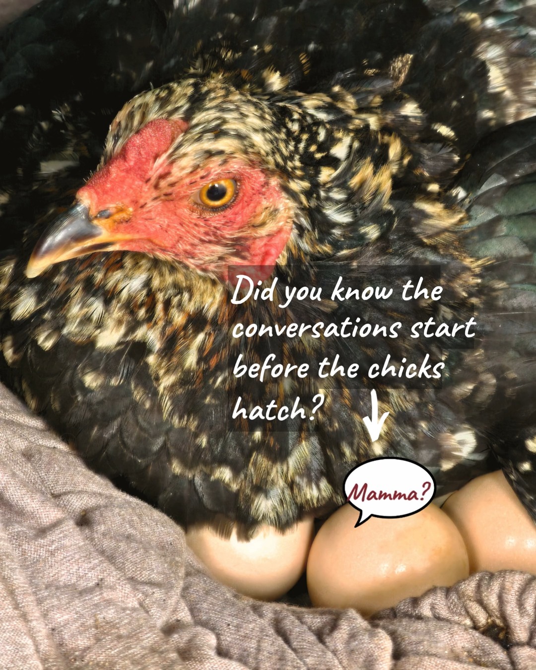Fun Fact Friday!
Did you know mother hens aren't just sitting there patiently with their eggs; they are actually "talking" to their eggs!
About 24 hours before they hatch, chicks begin to make tiny peeping sounds from inside their shells, and the mother hen responds. She uses soft, rhythmic clucks, teaching her chicks to recognize her unique voice before they ever see her face.
Family Heritage Acres Farm Fresh eggs are available 10AM - 7PM daily at the farm.
See the link in our Bio or email us at Chicks@FamilyHeritageAcres.com for directions and other information.
We have chicks hatching in April. Go to the website if you would like some amazing chicks for your home or farm.
#EatLocal #KelsoWA #FarmFreshEggs #BackyardChickens #KelsoWashington #HeritageChickens #FreshEggs #ChickSeason #LocalFarm