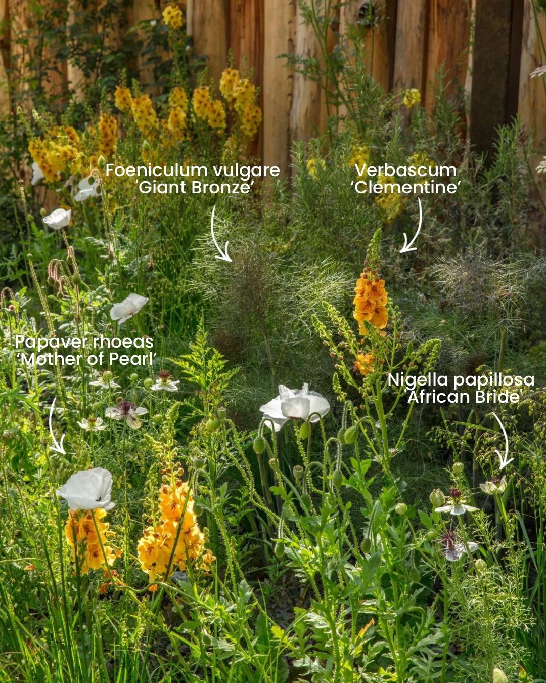 We’re often asked about this planting combination from our Chelsea Flower Show garden last year.
So we’ve labelled it.
Swipe through to see the plants that make up the mix:
Verbascum ‘Clementine’, Papaver rhoeas ‘Mother of Pearl’, Nigella papillosa ‘African Bride’ and Foeniculum vulgare ‘Giant Bronze’
A light and airy planting combination that relies as much on contrast in texture as it does on colour.
📸: @clivenichols
⸻
ABOUT: Joe Perkins Design is a multi-award-winning landscape design consultancy, creating innovative outdoor spaces that celebrate the environment, wildlife, and biodiversity. Working across the UK and internationally, we partner with clients who share our passion for sustainable and visionary design. Discover more about our work at: www.joeperkinsdesign.com