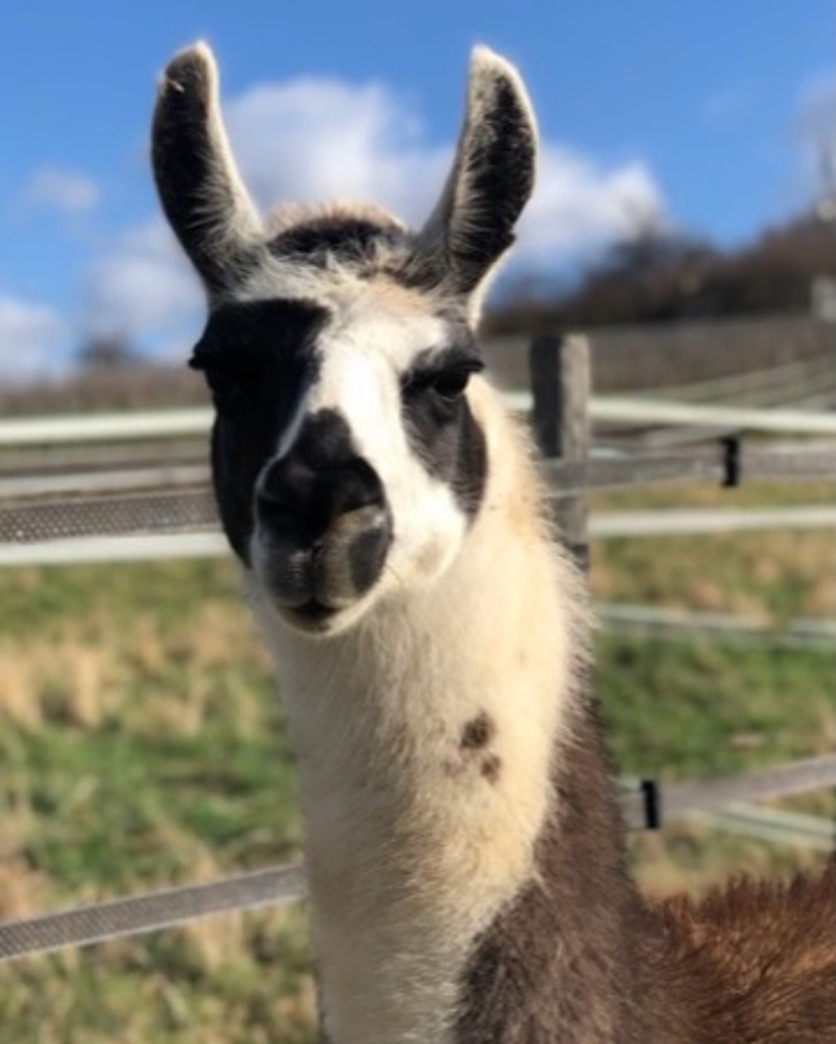 🦙
Weiter geht’s mit unserer Vorstellungsrunde 🤗
Ich bin Hermann ☝️das Schlitzohr der Herde.
Die Schwachpunkte der Zaunanlage zeige ich hier ständig auf!
Ich bin quasi vom Qualitätsmanagement 🤭
Geboren wurde ich am 31.08.2017 🎂 und bin ein Lama-Wallach.
🚶♂️ 🦙
Unterwegs mach ich auch schon mal Bocksprünge, da das Leben so viel spannender ist.
Du hast Führungsqualitäten und bist mit mir auf Tour? Zeige mir freundlich was richtig ist und was nicht.
Ich bin nämlich auch ein echt toller Kumpel! 😉
In der Herde ist mein bester Freund der Karl. Wonder why 😅, ☝️ der ist auch ein Schlitzohr.
Irgendwer muss den Job ja übernehmen 😁
Ich würde mich freuen, wenn wir uns mal kennen lernen 🤝
Liebe Grüße,
🦙 Hermann 🫶
#selztallamas #lamas #rheinhessen #wandernmachtglücklich