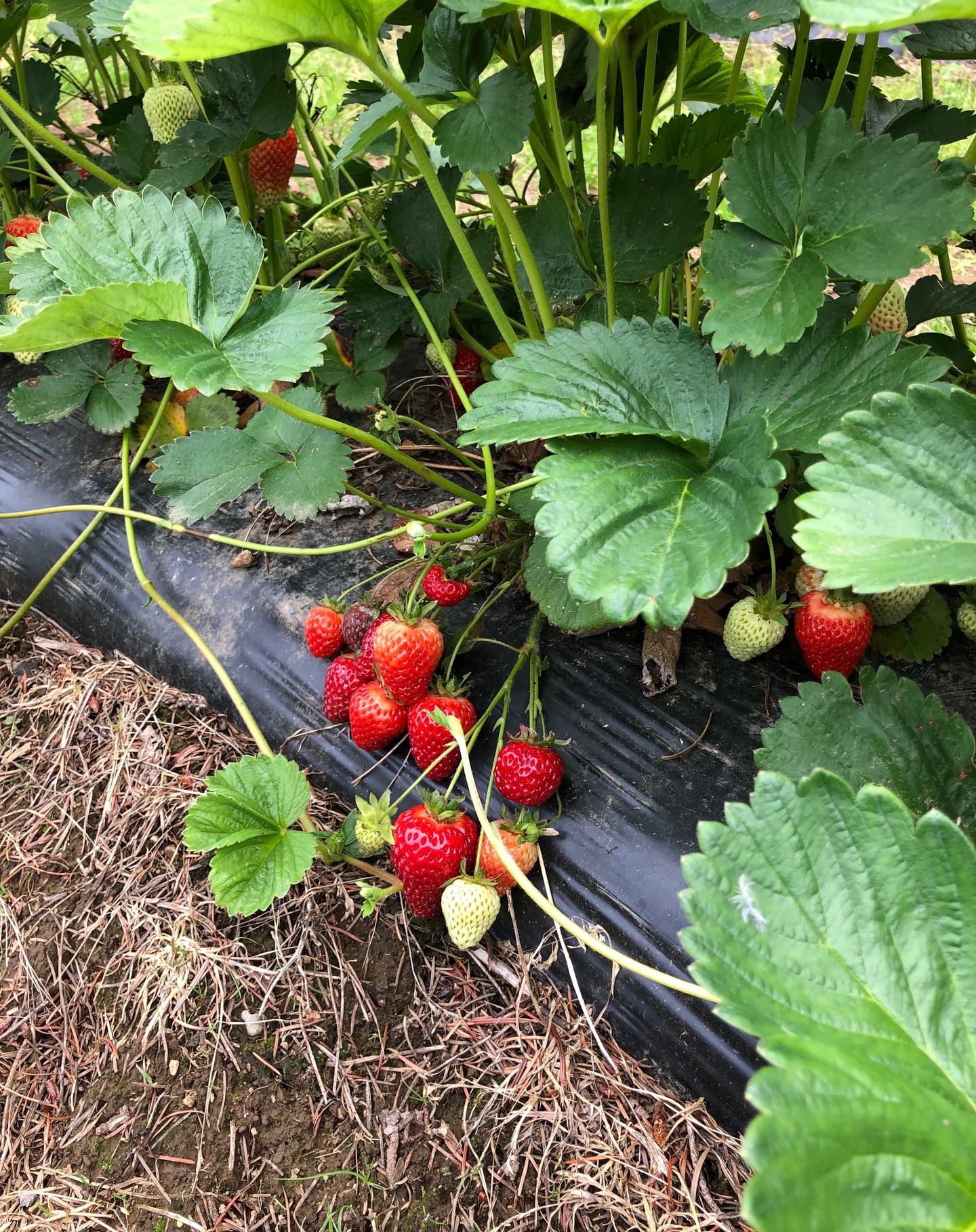 It is finally summer! The first crop of strawberries was magnificent: look at those bright, happy faces 😍@willemsberryfarm! These beauties were picked in the morning and turned into a batch of strawberry Thai basil jam and a batch of strawberry star anise jam in the afternoon. Savoury and sweet pairings for your charcuterie board.
They also have an awesome flower garden: these peonies were fragrant and long-lasting.
Next up in the early summer product line-up is locally harvested sea asparagus, which is now pickled with a garlic-peppercorn brine. Try these crunchy salty pickles with your next smoked salmon eggs benny!
This week the raspberries are making their seasonal debut here in the Lower Mainland, so it’s time to get out there and pick a bushel for raspberry cardamom jelly, which was a huge favourite last year. So for all our customers who have patiently waited for this season’s batch, check us out next weekend @vanmarkets Riley Park Saturday July 16th, and @coquitlammarket Sunday July 17th.
And grrreat news: we have been invited to @ubcfarm Saturday Farmers Markets, 3461 Ross Avenue, starting tomorrow, July 9th. Woop woop!! Thanks Kyne and team. We are so excited to join the vendor lineup there and look forward to meeting all our new customers out by Pacific Spirit Park from 10:00 to 2:00. We’ll be there several Saturdays a month, so check out our new Market schedule. The weather looks promising tomorrow so come on out and #supportlocal, we’d love to see you!
#coquitlammarket
#BCfarmersmarkets
#yougottabehere
#farmtotable