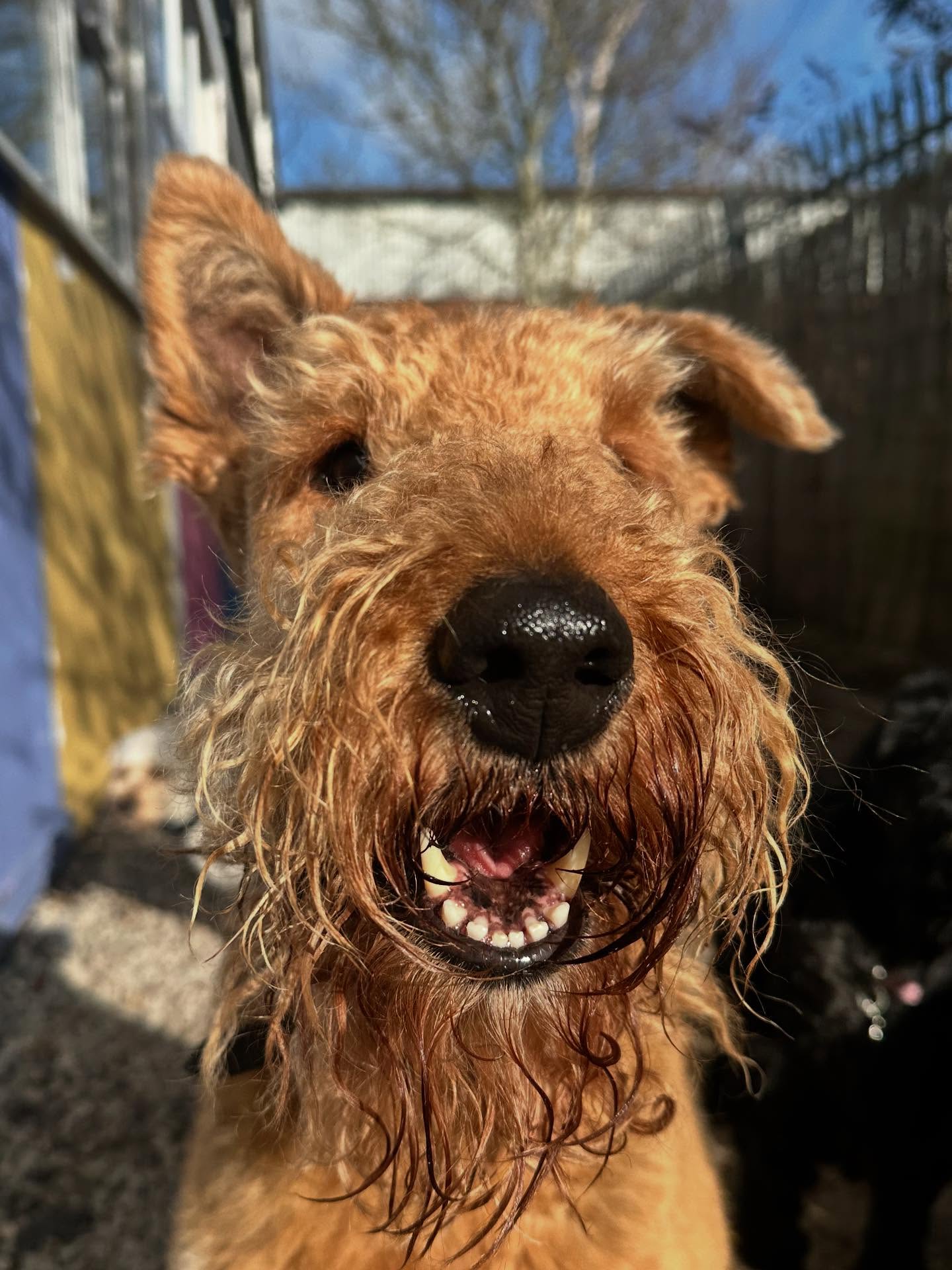@bella_theairedale show me your happy face 🫶🩷