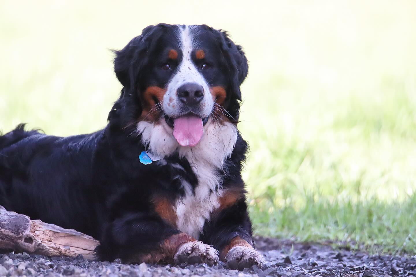 Nigel is enjoying ranch Life while his momma recovers from surgery #LKBernese #Bernesebelike #berneseofinstagram