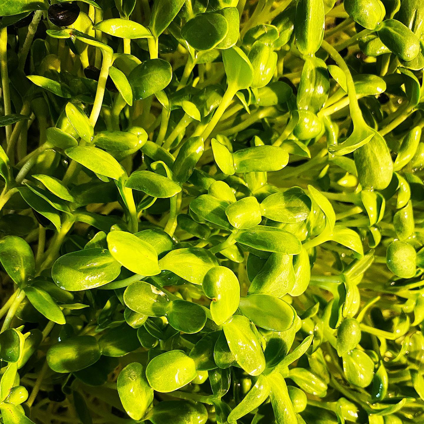 Sunny flower on a sunny day 🌻 #sunflower #grossstadtoase #microgreens #superfood #organic #delicious #handmade #urbangardening #lifestyle #gourmet #nachhaltig #picoftheday #vegan #vienna #die_grossstadtoase