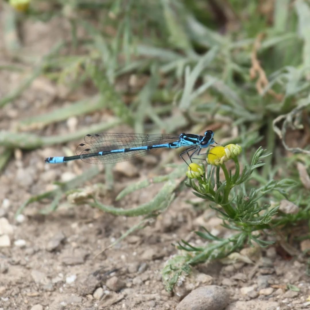 I'm still waiting for the first damselflies to emerge. This is a blue-tailed damselfly from last year at Avithos lake.
#islandwildlife #kefaloniawildlife #greekwildlife #guidedwildlifewalks #damselfly