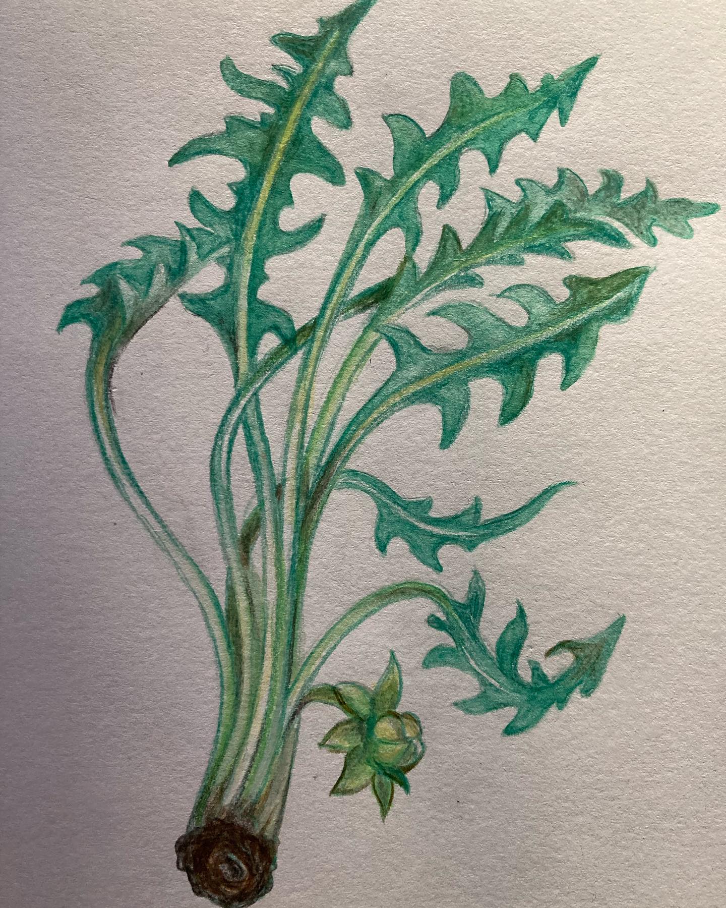 Le pissenlit, selon la Diététique Chinoise!
Un dessin perso, ma recette préférée!
J’adore le pissenlit, pour moi symbole du printemps et des premières pousses qui sortent de terre. Le choisir plutôt assez frais, pas trop vieux, sinon il n’en sera que plus amer! Et puis, si vous le ramassez vous-mêmes, bien le nettoyer avec un peu de vinaigre blanc. De mon côté, je en trouve de très beaux chez mon super primeur à Vincennes! Mais j’en ai aussi quelques uns dans mon petit jardin!
Le pissenlit mérite bien son nom « Pisse en lit »car il a de belles propriétés diurétiques reconnus depuis très longtemps.
Selon la Diététique Chinoise, le pissenlit est de nature fraîche à froide (selon les auteurs), de saveur amère et légèrement douce (plutôt cuit), de tropismes Estomac/ Foie… et peut-être Vessie!
De par sa nature froide et sa saveur amère, il clarifie la Chaleur, élimine l’Humidité, surtout sur la Vessie, favorise la diurèse, traite les infections urinaires par Chaleur Humidité, élimine la toxicité.
Il nourrit et nettoie le Sang. Il draine le Feu du Foie et de la Vésicule biliaire.
Il sera donc intéressant pour traiter les calculs biliaires et urinaires, l’hépatite, le cholestérol et aussi l’obésité.Parce qu’il a aussi une action fongicide, anti bactérienne et antivirale, il sera intéressant en cas d’acné, de furoncles, de piqûres d’insectes.
C’est l’aliment détox par excellence!
Attention toutefois de ne pas en abuser en cas de syndrome de vide de Yang, car très rafraîchissant!
Mon plat préféré: Les spaghettis aux pissenlits et poitrine fumée!
#pissenlit #pissenlits #plantessauvages #verdure #salades #legumesverts #alimentsquisoignent #alimentsanté #alimentsdetox #détox #detox #printemps #alimentsdesaison #dietetique #diététique #dietetiquechinoise #madreperlamtc