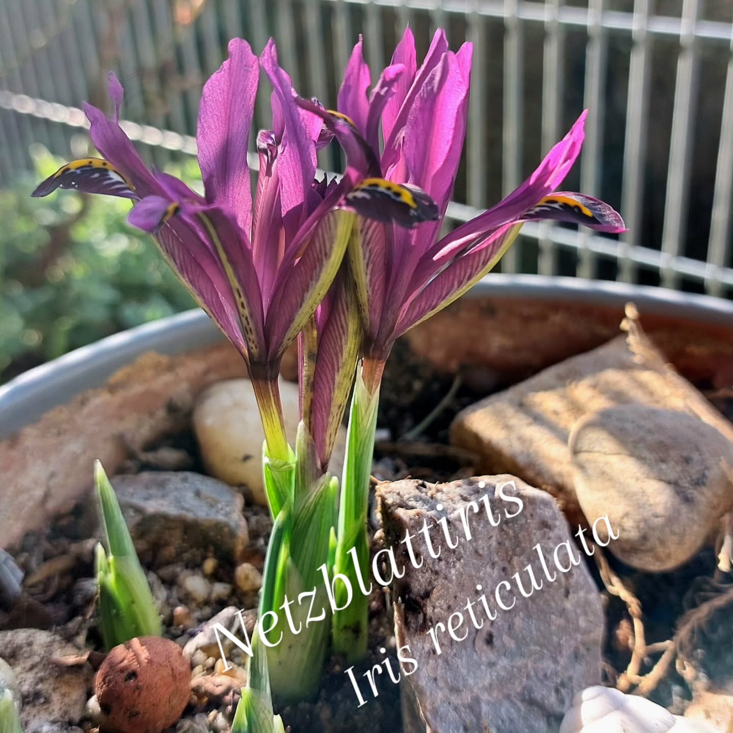 Sie ist wieder gekommen! 🥰
🥳 Juhu.... in Töpfen sind Zwiebelpflen oft recht schwierig, weil der Wasserhaushalt nicht leicht regulierbar ist. Mal zuviel, mal.zuwenig Wasser.... das schaffen nicht viele.
Dieser niedere Topf ist einer meiner "Sandtröge".... da ist mehr Sand und Stein drinnen als Erde.
Und Wasser gibt es auch nicht viel....
Ich freu mich, dass es funktioniert hat! 😁
#balkongarten #wienergärten
#blumenbalkon #verenas_pflanzentanz
#balkonparadies