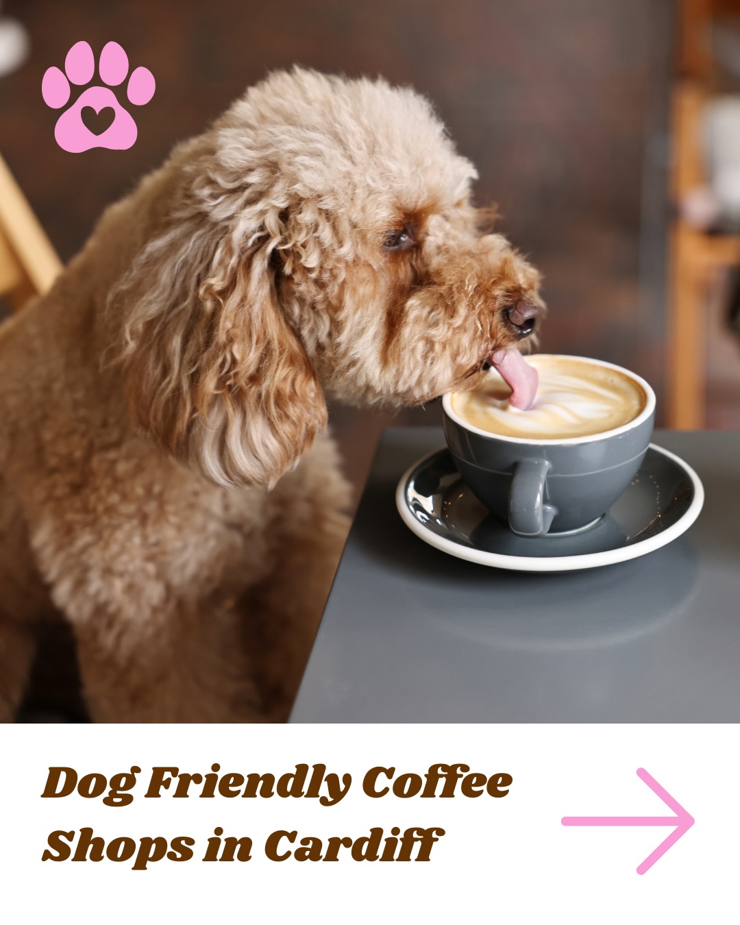 Dog friendly coffee spots in Cardiff 🐾
#cardiff #coffeeshops #dogfriendly #cardiffdogs #dogfriendlycardiff