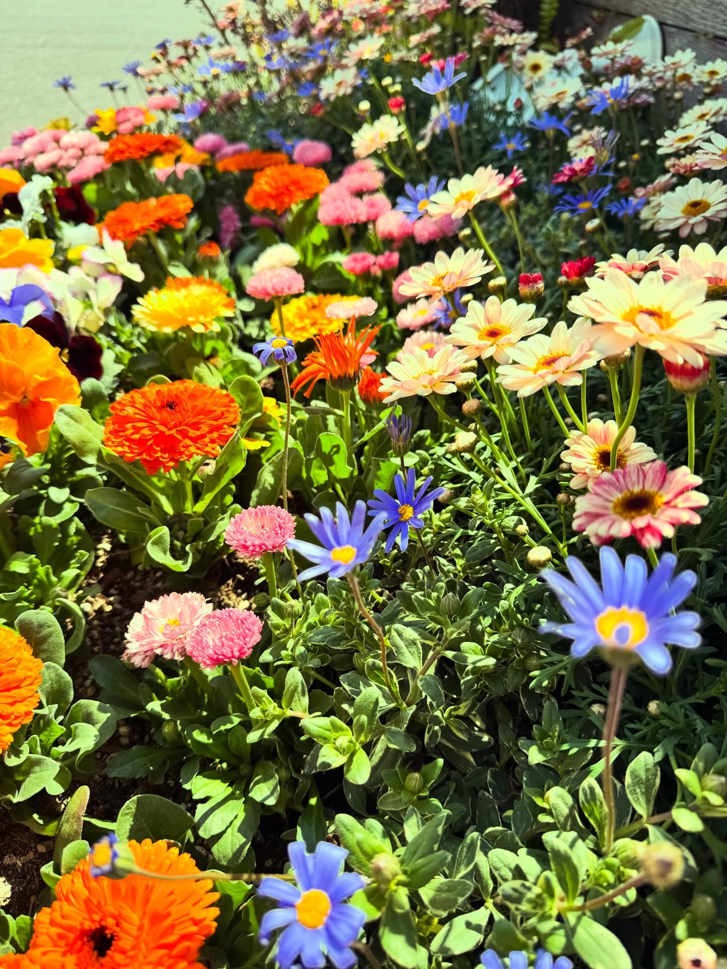 「春の花壇」
散歩中に見つけた小さな花壇…
近づいて見てみるとかなり綺麗…
綺麗さに気付かず通り過ぎている花壇って結構あるのかも…
#花壇 #春 #花畑