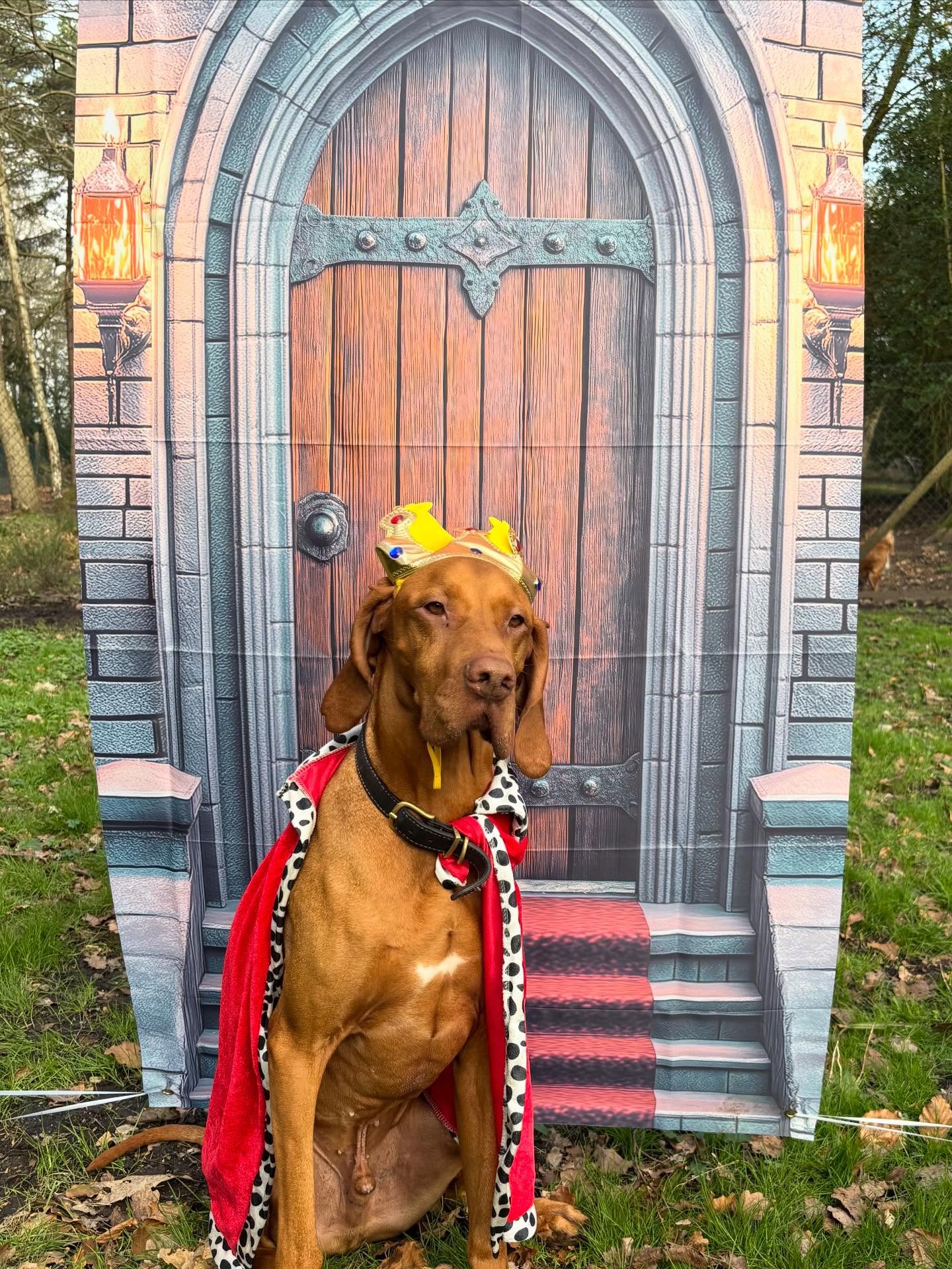 👑 Royal Pups Week 👑
This week our dogs have been enjoying enrichment fit for royalty. From confidence-building activities to calm positioning and group engagement, every pup had their moment on the throne 🐾