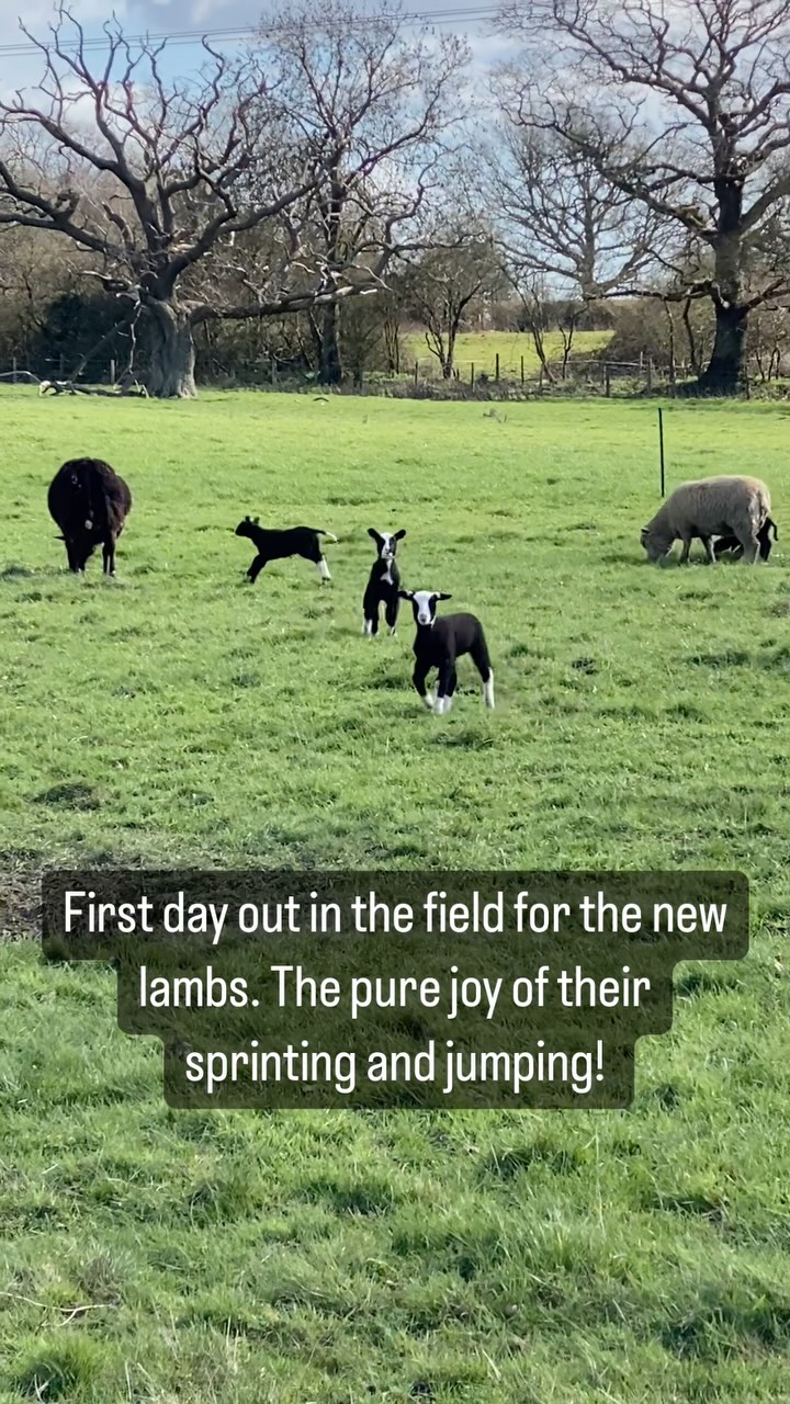 My sister kindly let me help her move some of the new lambs out to the field with their mothers for the first time yesterday. Their delight as they race around in the open air for the first time is such a joy to watch. Meanwhile, their mums are just trying to have a moment’s peace and something to eat. Happy Mother’s Day!