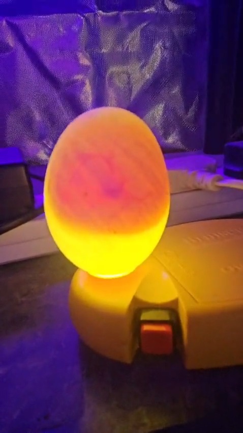 This is called candling an egg.
A bright light is shone through the shell so we can check whether the chick is developing properly.
The dark shape inside is the embryo, and the thin branching lines are blood vessels that help feed and support its growth.
We can also look for the air cell, which is an important part of the hatching process later on.
It is a great way to learn what is happening inside the egg without opening it.