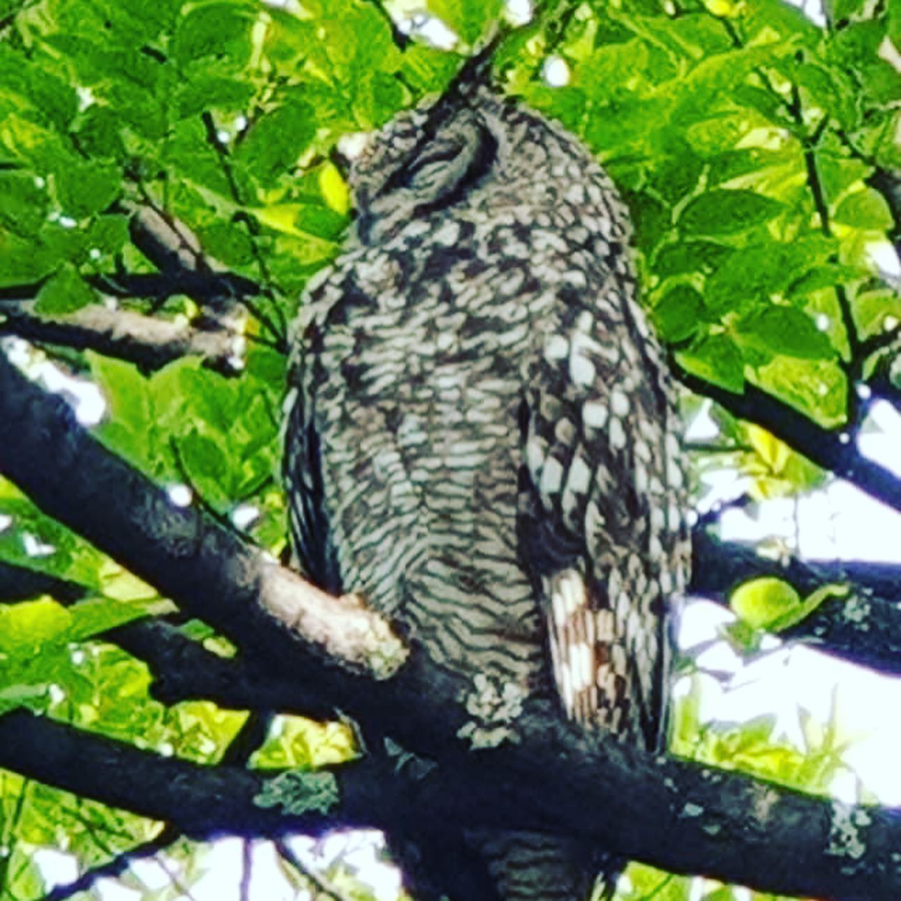 Riverglades Resident owl family #owl #rivergladesestate #owls #birdlife #johannesburg #complex #southafrica