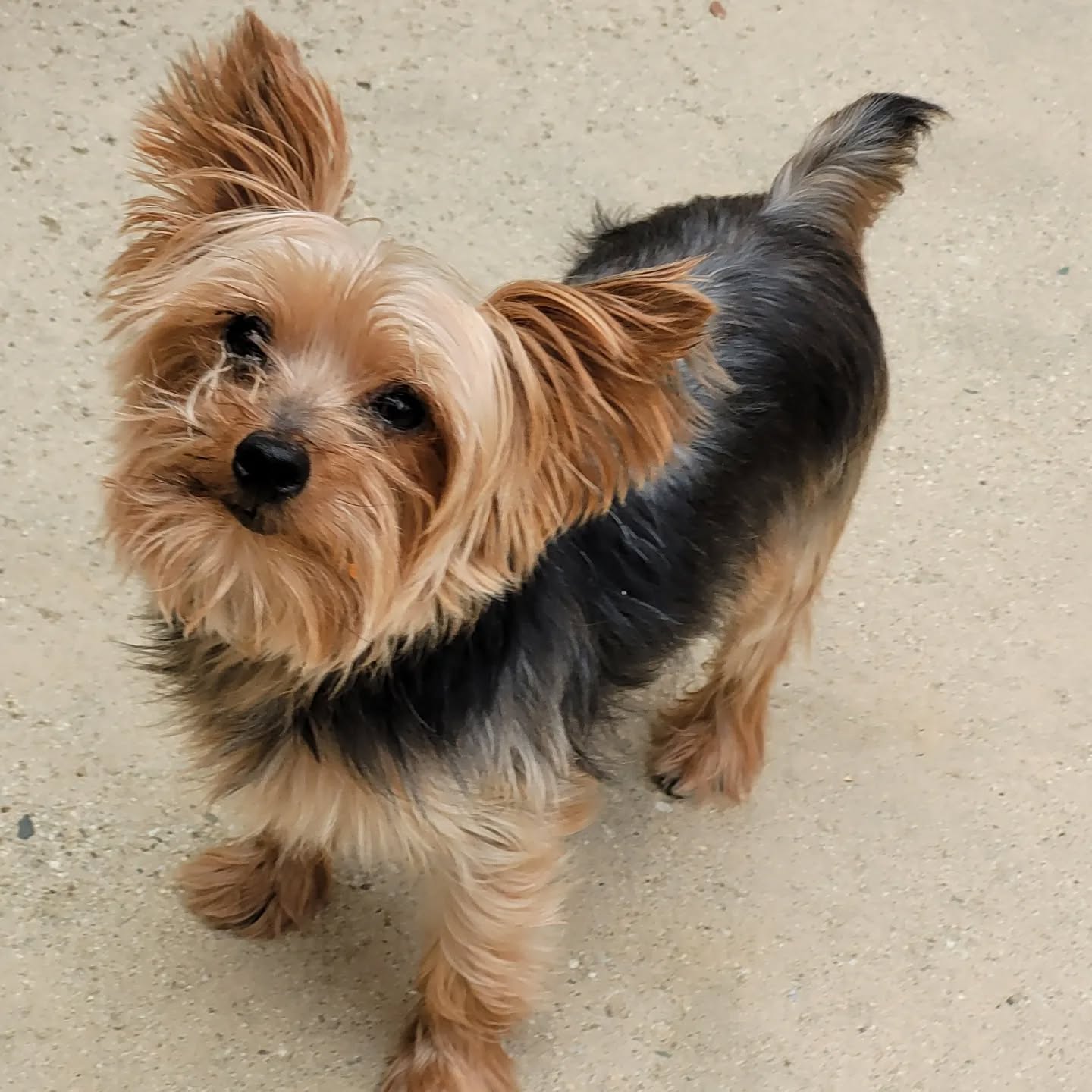 In a new Yorkie state of mind π½