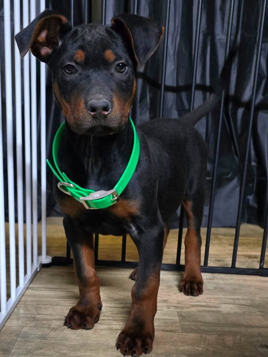 Officially introducing Alysiums Echo of ELYSIUM
This boy has no idea how special he is, and future owner no idea how lucky they are.
ELYSIUM WILL BE PART OF BRONSONS LEGACY
The name Elysium means
A place of peace after battle.
A place where the most noble souls go when their work here is done.
This little boy is half brother to Bronson, Blitz has shown to have strong genetics and from the moment I started taking pictures, the resemblance was uncanny, he tried jumping off the platform the exact same way. At first I knew it was just wishfull thinking, the green boy could carry my Green Boys legacy, but as time went on I saw more and more similarities, such a similar presence. The same calm confidence that didn’t need to prove itself.
A wicked quick tail no matter what he is doing.
This name feels fitting not just because of who Bronson was, but because this boy feels like a piece of that legacy carried forward.
A reminder that greatness doesn’t disappear…
Echo of ELYSIUM, I can't think of a better way to honor Bronson, it truly echoes which fits right in to our New Years Eve litter theme.
He isn’t meant to replace Bronson, Bronson left far too soon, and could never be replaced, but I'm hopeful this boy will be a continuation of everything Bronson was.
-
I haven't decided yet if I'm go going to let him go to a bite sport home, or if I'll train him myself and let him go to someone I trust, but rest assured this boy will be well taken care of and will forever carry on the legacy Bronson started.
-
Laizhou hong chinese red dog
-
Nothing for sale, DM to inquire about the breed!
-
dutch shepherd sighthound #rarebreed #protectiondog #chinesereddog beauceron schutzhund protection dog psa german shepherd guard dog trainer preservation chinese red dog #dobie