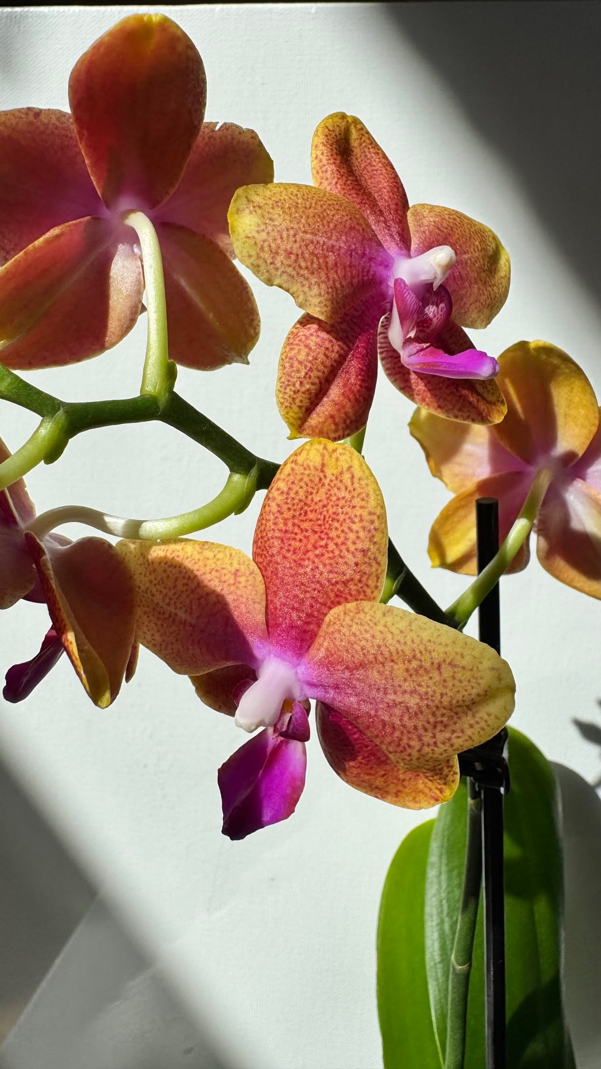 Orchid Anatomy 101: meet the parts of a Phalaenopsis
Featuring Phal. Bronze Buddha from @roehamptonorchids
#OrchidLovers
#OrchidAnatomy