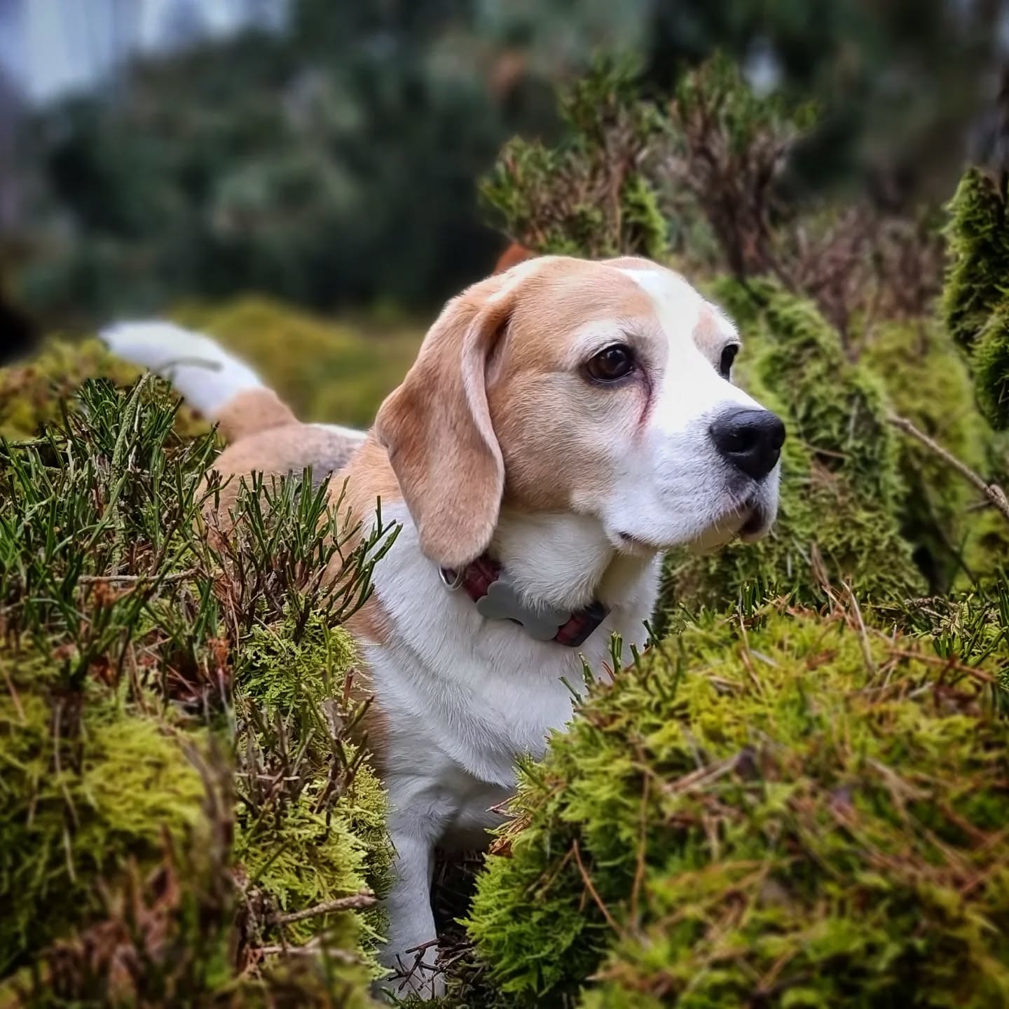 Barclay
#beagle #beaglelove #beagles #beaglesofinstagram #beaglelove #dogsofinstagram #instadogs #dogsofinsta #dogphotography #scotland #dogsofinstaworld #dogs_of_instagram #instagramdogs #dogstagram #dogs #dogloversofinstagram #dogslife #dogoftheday #goodgirl #adventurewithdogs #doglovers #instadog #dogwalking #doggo #doggy #dogsdaily #dogwalker #dogsofig #cutedogs #doglove #dogscorner