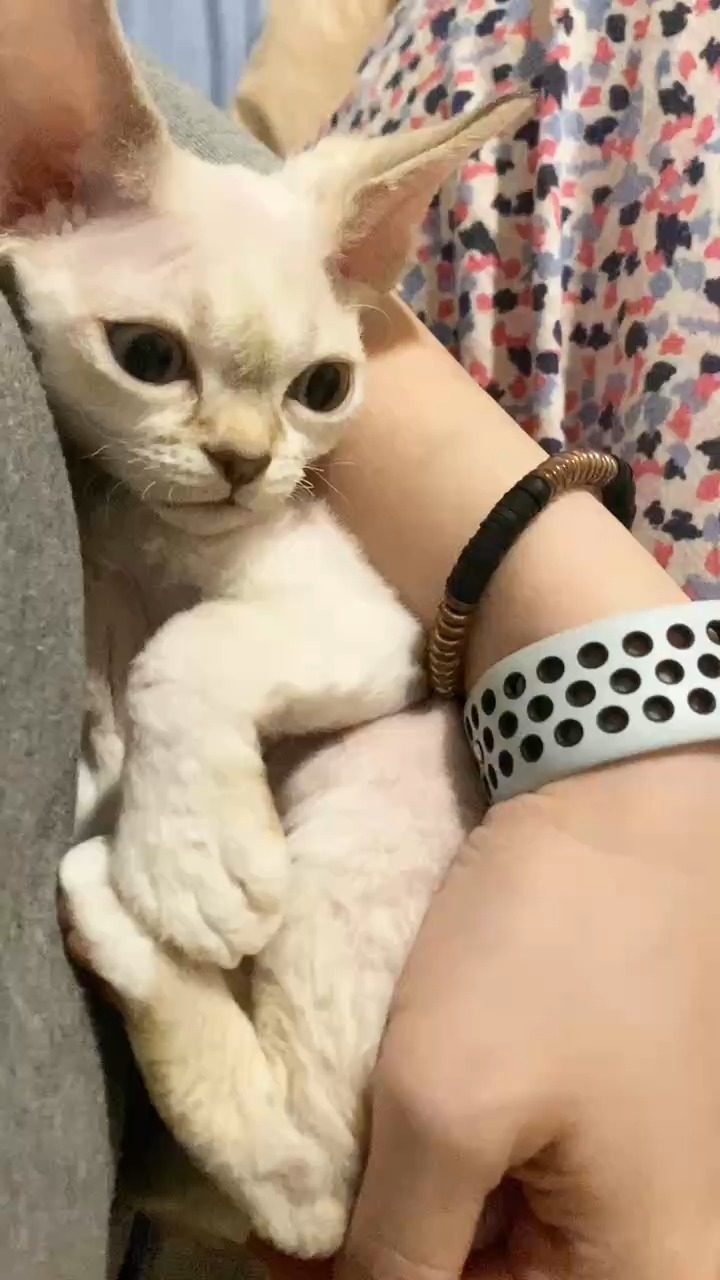 Have a good night everyone!
——Kevin
Drexcats Cattery
Devon Rex NJ, USA
#DevonRex
#drexcatsLitterK
#devonrexcat
#devonrexkitten
#Drexcats
#devonrexusa
#devonrexus