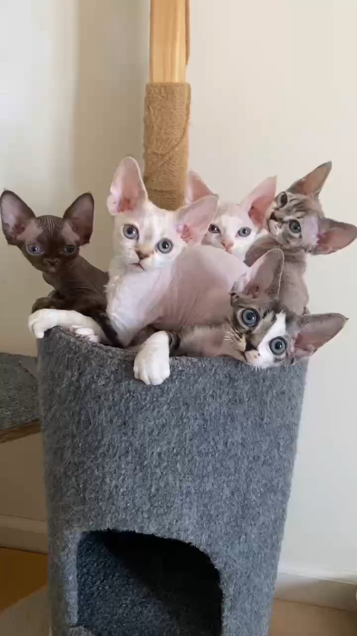 Our daily routine? Simple: wake up, play, eat, nap, repeat — with lots of fun in between! ☀️🐾
Life is better when you make time for joy every single day.
Drexcats Cattery
Devon Rex NJ, USA
#DevonRex
#devonrexcat
#devonrexkitten
#Drexcats
#devonrexusa