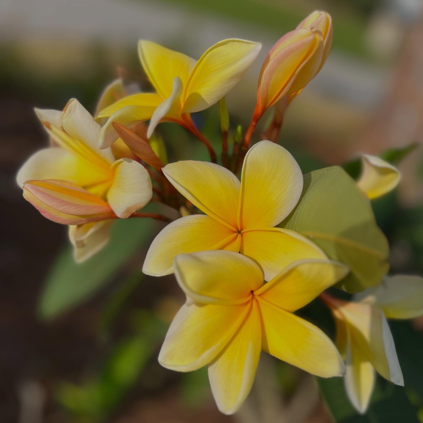 💛
📸 Stacy Rector, Fluid Graphic Design