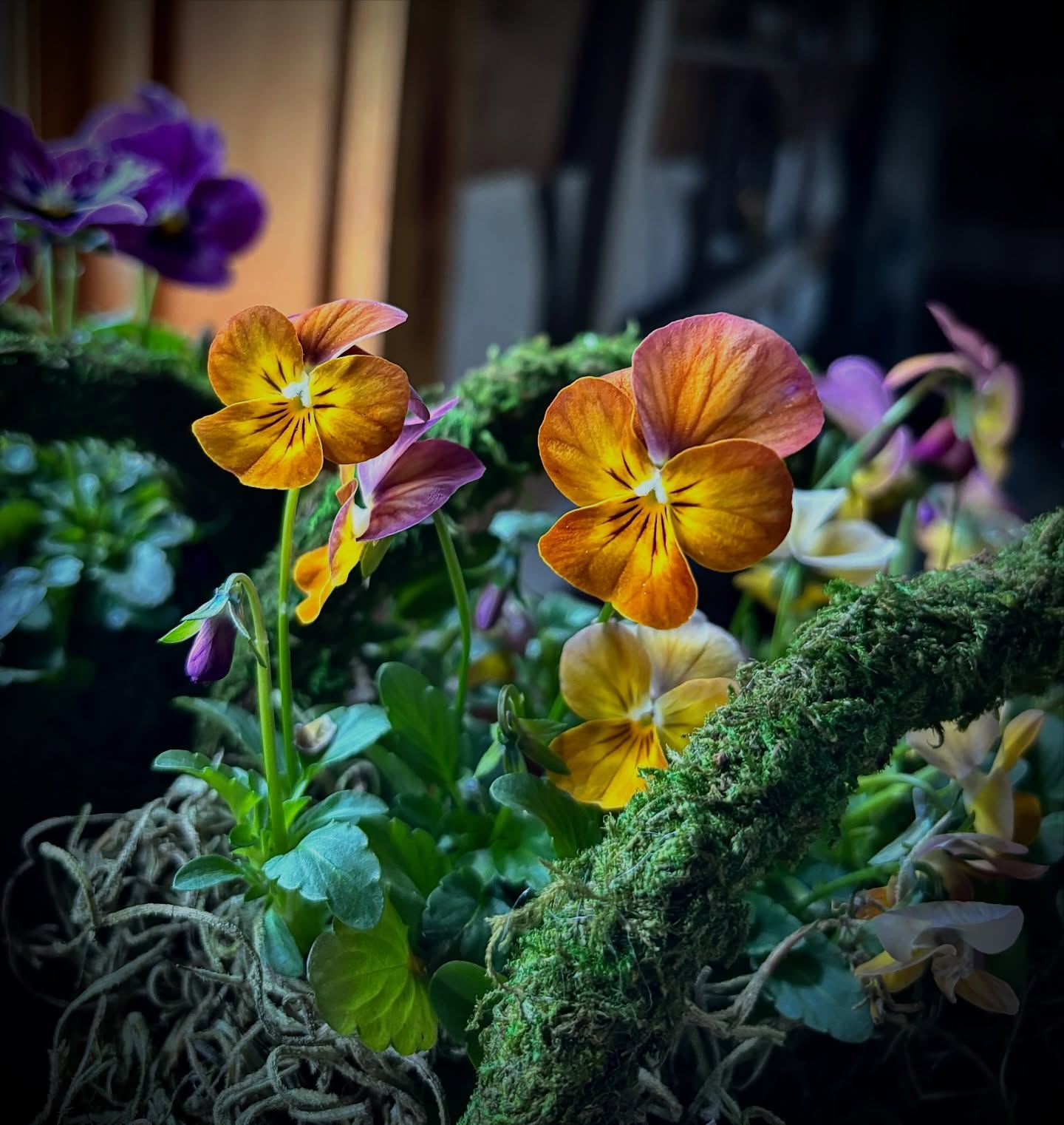 Violas, delicate and durable, for loyalty and friendship. Spring is on its way.