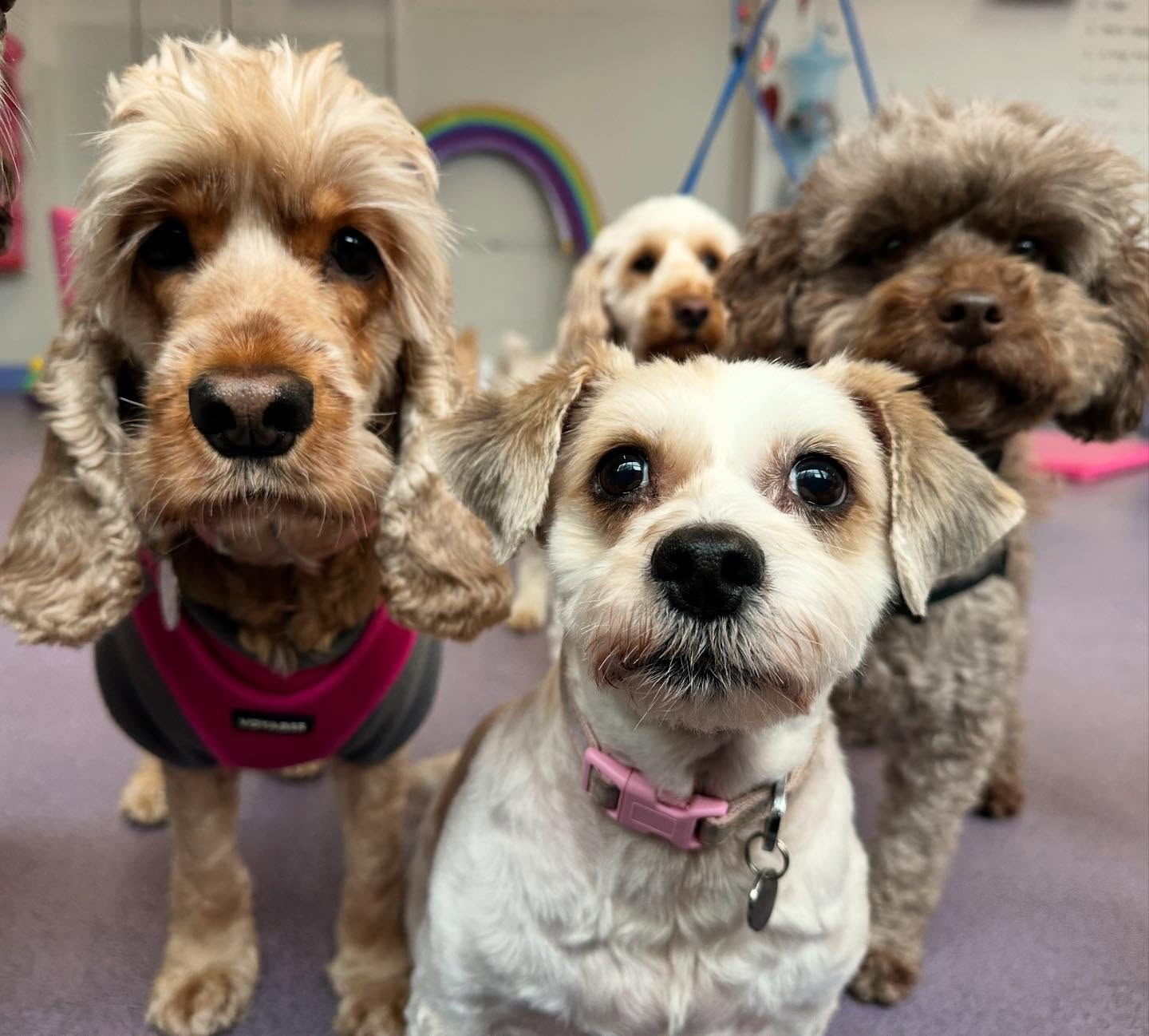 Gorgeous faces 🩷💙💛💜