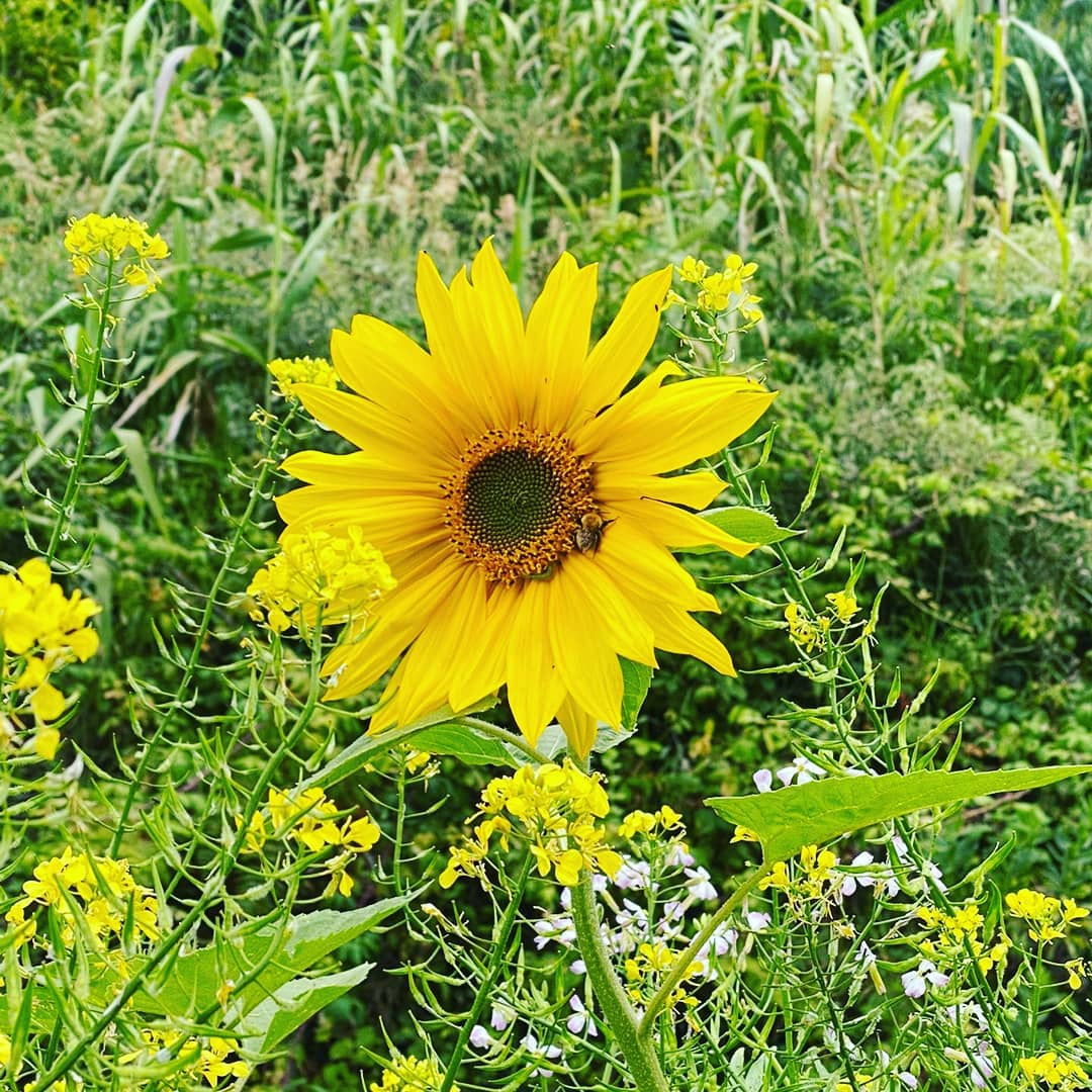 🇺🇸 Nothing like 🌞 and 🌧️ for everything to grow beautifully. We have quite a few veggies for sale. Contact us
🇵🇹 Nada como 🌞 e 🌧️ para tudo crescer com toda a força. Temos alguns legumes para venda. Contactem-nos.