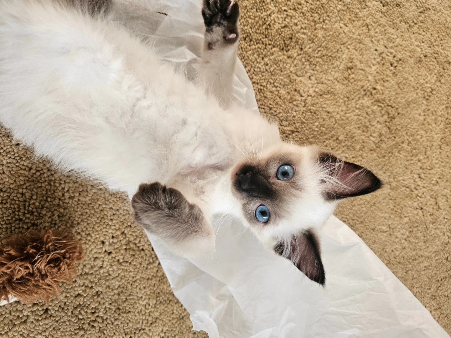 Mr. ALFREDO is his name!
It's been 6 days with our little bundle and what a great little fit to our family 😻😻😻 he's full of beans and loves his big brother who is tolerating him.