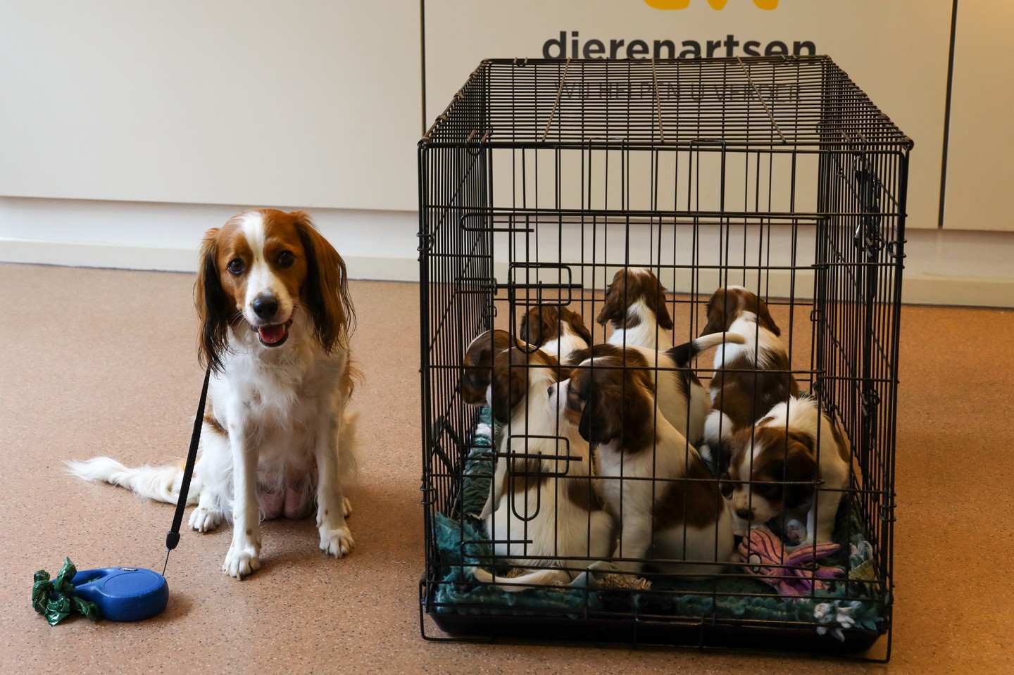 Puppychecks! Dierenartsbezoekjes onder toeziend oog van Indy, nageltjes knippen, wegen en chippen.
#kooiker #kooikerhondje #kooikersofinstagram #puppies