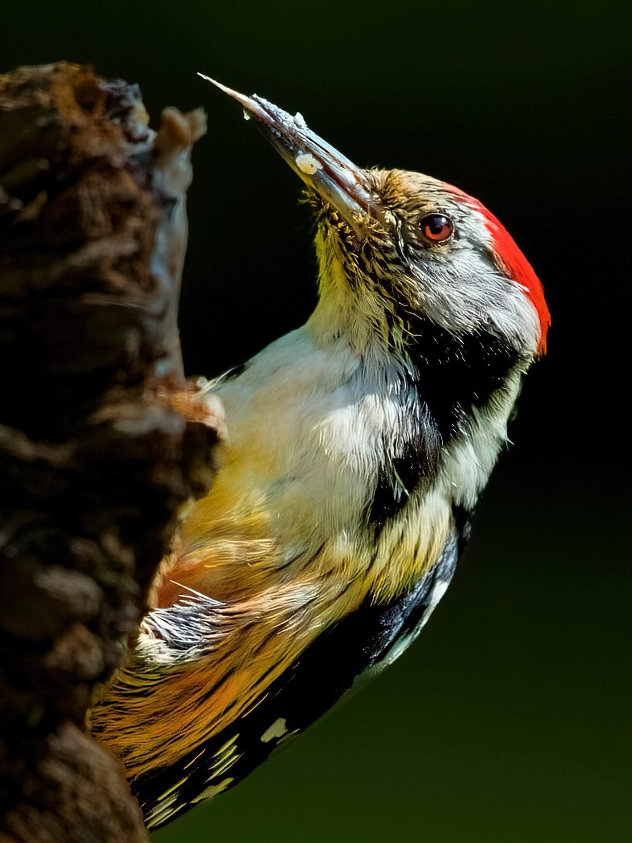 Mittelspecht hat eine der erstaunlichsten Zungen im Tierreich. Sie ist ein richtiges Werkzeug zum Insektenfischen im Holz.
Die Zunge kann mehrere Zentimeter herausgestreckt werden, etwa bis zu 4 cm über den Schnabel hinaus. Damit erreicht der Vogel Insekten tief in Ritzen und Bohrlöchern im Holz.
An der Zungenspitze sitzen kleine Widerhaken, die Larven und Insekten festhalten, sobald die Zunge sie berührt.
Eine Speicheldrüse produziert sehr klebrigen Schleim. Dadurch bleiben Ameisen, Käferlarven oder Spinnen an der Zunge haften.
Das vielleicht Verrückteste:
Der Zungenapparat (Zungenbein) verläuft um den gesamten Schädel herum und endet oft nahe den Nasenlöchern. Dadurch kann die Zunge so weit nach vorne geschossen werden.