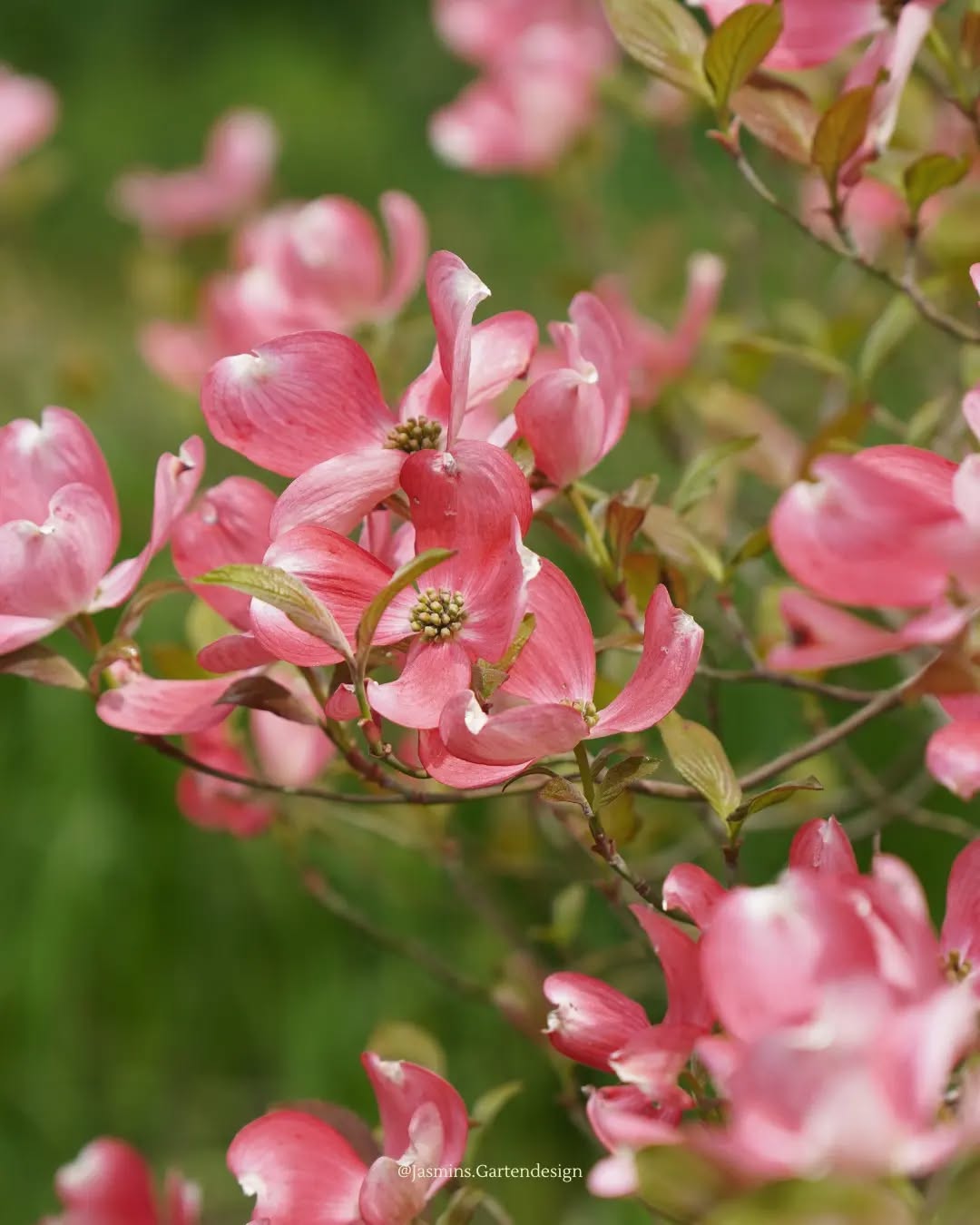 PFLANZENTIPP 🌸 Blumenhartriegel🌸 (lat. Cornus)
Fakten:
• wunderschöne, üppige Blüten im
Frühling (weiß bis kräftiges pink)
• leuchtende Herbstfärbung
• winterhart
• himbeerartige Früchte
• gut geeignet als Solitärgehölz,
Ziergehölz
• Sonne bis Halbschatten
• braucht lockeren Boden
.
.
.
.
.
.
.
.
.
.
.
.
.
.
.
.
.
.
#Landschaftsarchitektur #landschaftsfotografie #landscapephotography #landscapedesign #gardendesign #gardeninspo #gartenjournal #gartenbau #gartengestaltung #gartenfotografie #gartenoase #eigenheimundgarten #Hausgartenplanung #hausundgarten #gehölzeimgarten #homeandgarden #traumgarten #pflanzentipps #pflanzencommunity #pflanzenverwendung #pflanzkonzepte #makrofotografie #pflanzenfotografie #gartenblog #bäumepflanzen #blütengehölze #grünerwohnen #grünimgarten #pflanzplanung #gestaltungstipps