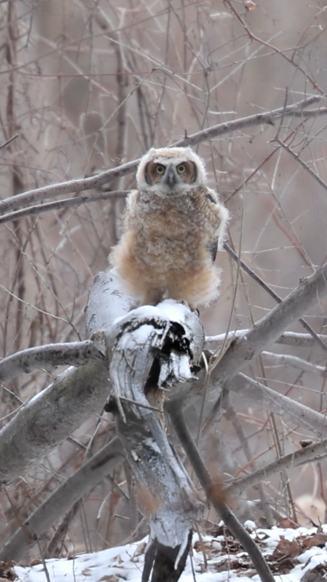 Retour sur un moment vécu l'année dernière dans la vie d'un bébé grand duc !!
Pour vous donner du contexte, les parents sont venus le nourrir, ce qui m'a donné un peu d'action.
Une fois son repas terminé, il s'est trouvé une place où il était à l'aise et a fini par s'endormir.
Si vous appréciez, aimez, partagez 😏
Philippe DE-BRUYNE© Mon regard sur la nature