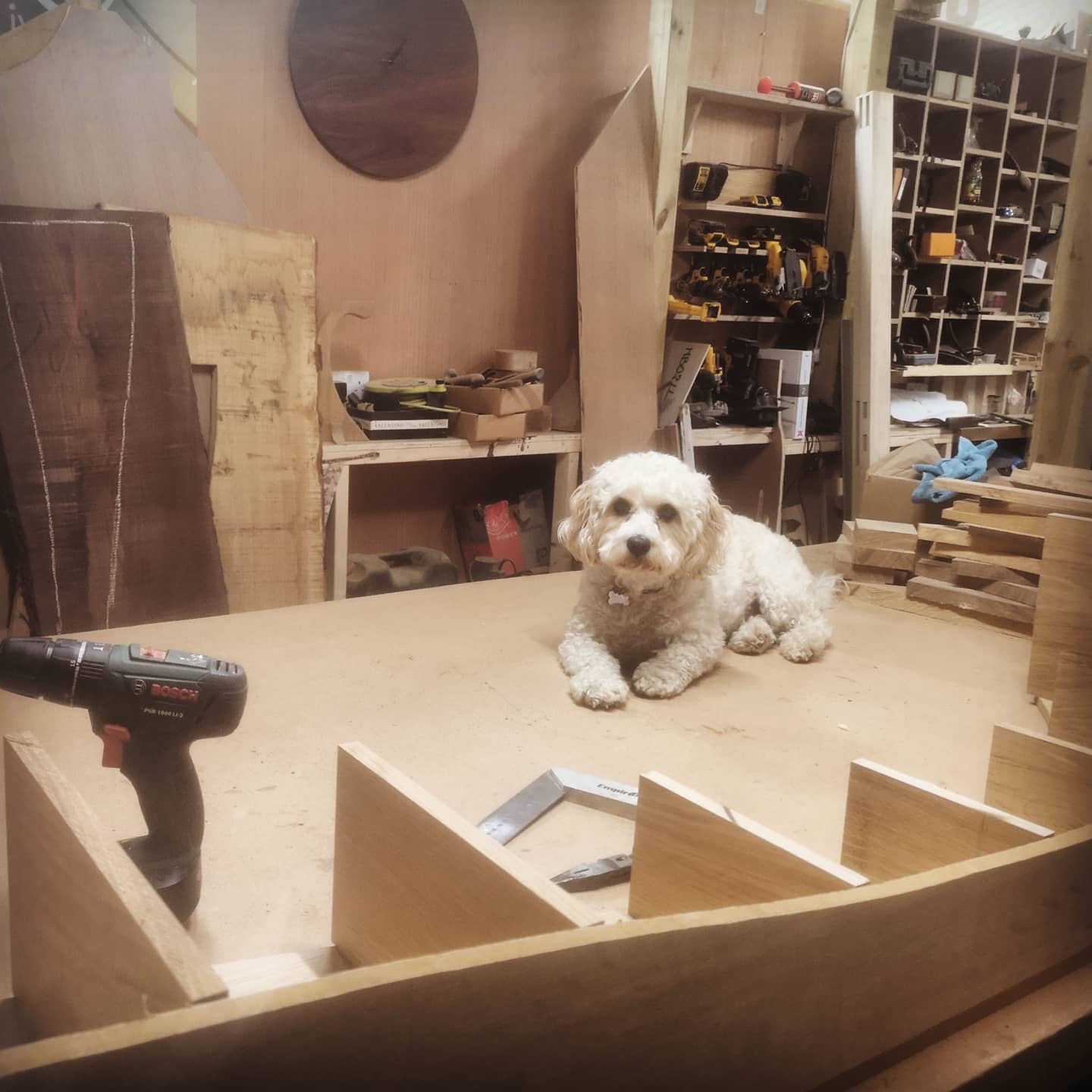 Back in the workshop after a bit of time off. Lola wants to sit watching me on the work bench rather than be in her nice bed 🙄🐶 Getting back into it 🪚
#workshopdog #notsohelpfuldog #designermaker #furnituredesign
.
.
.
.
.
.
#dogatwork #dogsofinstagram #woodworking #workshop #wood #brightonbusinesses #newhavenbusiness #localbusinesses #handmadewoodfurniture #handcraftedfurniture #dogsidekick #handmade #handmadefurniture #oakfurniture #curvy #natureinspired #naturalhomestyle #femaleentrepreneurs #feminist #homeinspiration #howitsmade #ecodesign #biophilicdesign #naturalhomes #woodlove #craftsperson