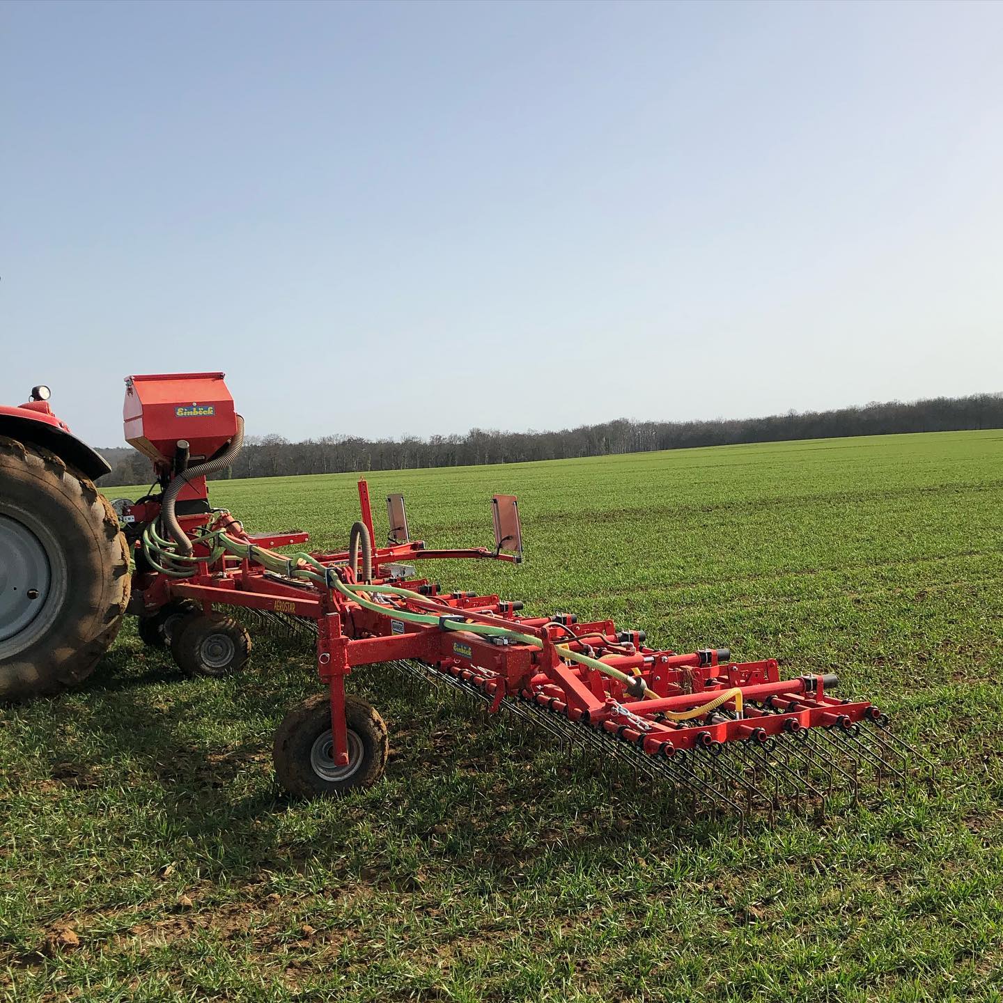 Etrillage du blé d’hiver. #agriculturebiologique #bio#agriculture#paysan#ble