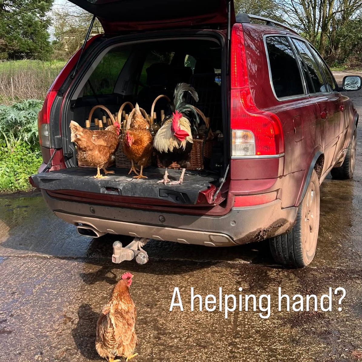 Paula’s team-playing hens joining in loading bottles to take up to her kitchen for washing and labelling.