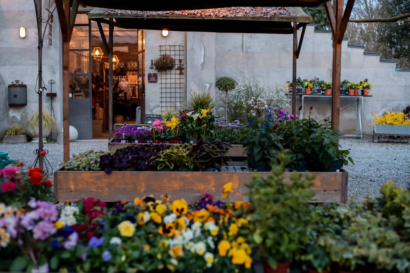 tanti nuovi arrivi in serra 🤍