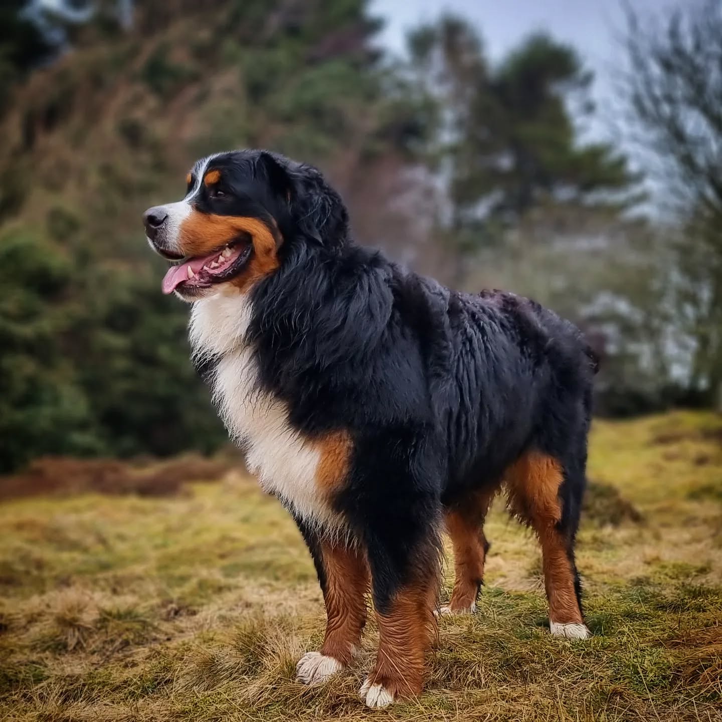 Bear
#bear #bernesemountaindog #bernesemountaindogs #dogsofinstagram #instadogs #dogsofinsta #dogphotography #scotland #bigdog #dogs #dogstagram #dogsofinstaworld #dogs_of_instagram #dogsofig #instagramdogs #happy #goodboy #dogslife #lovedogs #doglover #pawsome #adventurewithdogs #dogwalking #dailydog #dogsdaily #instadog #dogsonadventures #dogslover #doggy #dog