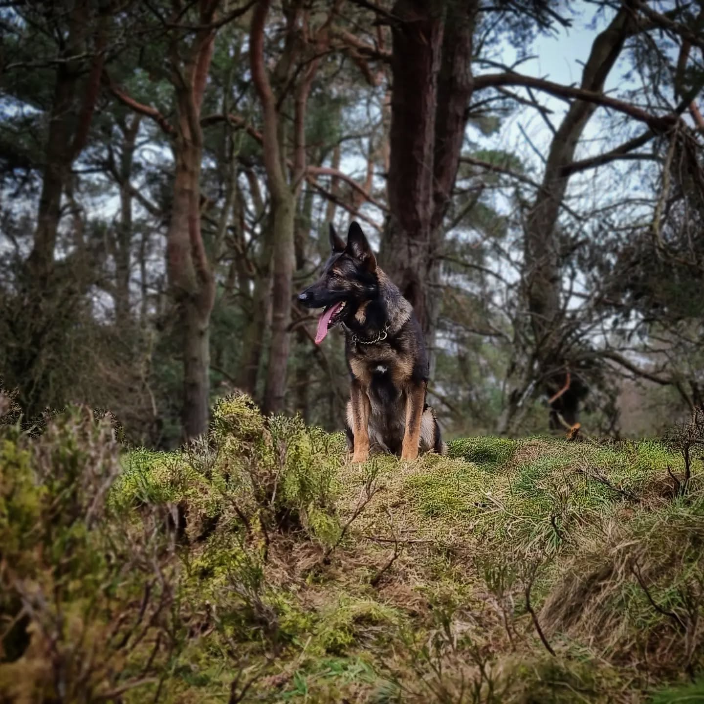 Tala
#germanshepherd #germanshepherdsofinstagram #germanshepherds #gsd #gsdofinstagram #gsdlove #dogsofinstagram #dogsofinsta #instadogs #dogs #dogphotography #scotland #dogsofinstaworld #dogstagram #dogs_of_instagram #dogsofig #instagramdogs #goodgirl #happy #doglife #lovedogs #doglover #doglife #dogoftheday #adventurewithdogs #dogwalking #dogsdaily #forest #instadog #dog #dogslover