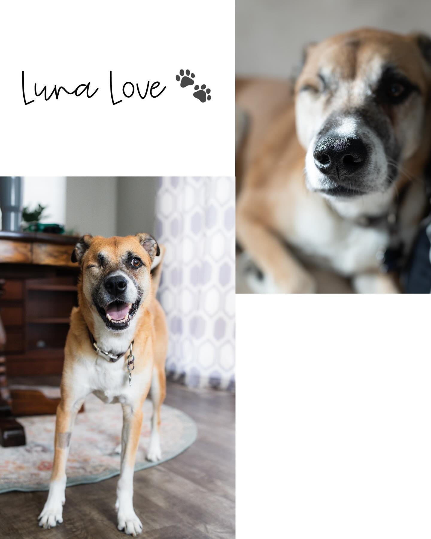 My Luna has always been fierce - peeing on mailboxes with a leg raised, barking to protect against all package and mail delivery options, my protector following me around my house, and the best social learner (learned how to point from my family’s hunting dog, how to pee on things from male dogs at the park, how to kick her feet after watching Kya).
In one week, Luna will have her second eye removal surgery. While she is already 100% blind, this will still be a hard permanent change shown forever on her face. You will now see my pupper walking around outside and in new spaces with a halo (dog version of a cane) to help her not smack her face into things.
Cue words she now knows:
-Bonk: she’s about to hit something with her face or paws
-Left: turn left
-Right: turn right
-Wait/stop: pause a minute
-Okay: release word - all good to move
-Step-Up
-Step-Down
-This way: to help her know where a person is nearby
Our new favorite game is to guide her with our voices to us and watch her excitement once she finds us. She often lightly bonks her nose into my shins and starts wagging her tail as if she just discovered something way cooler than me, like cheese.