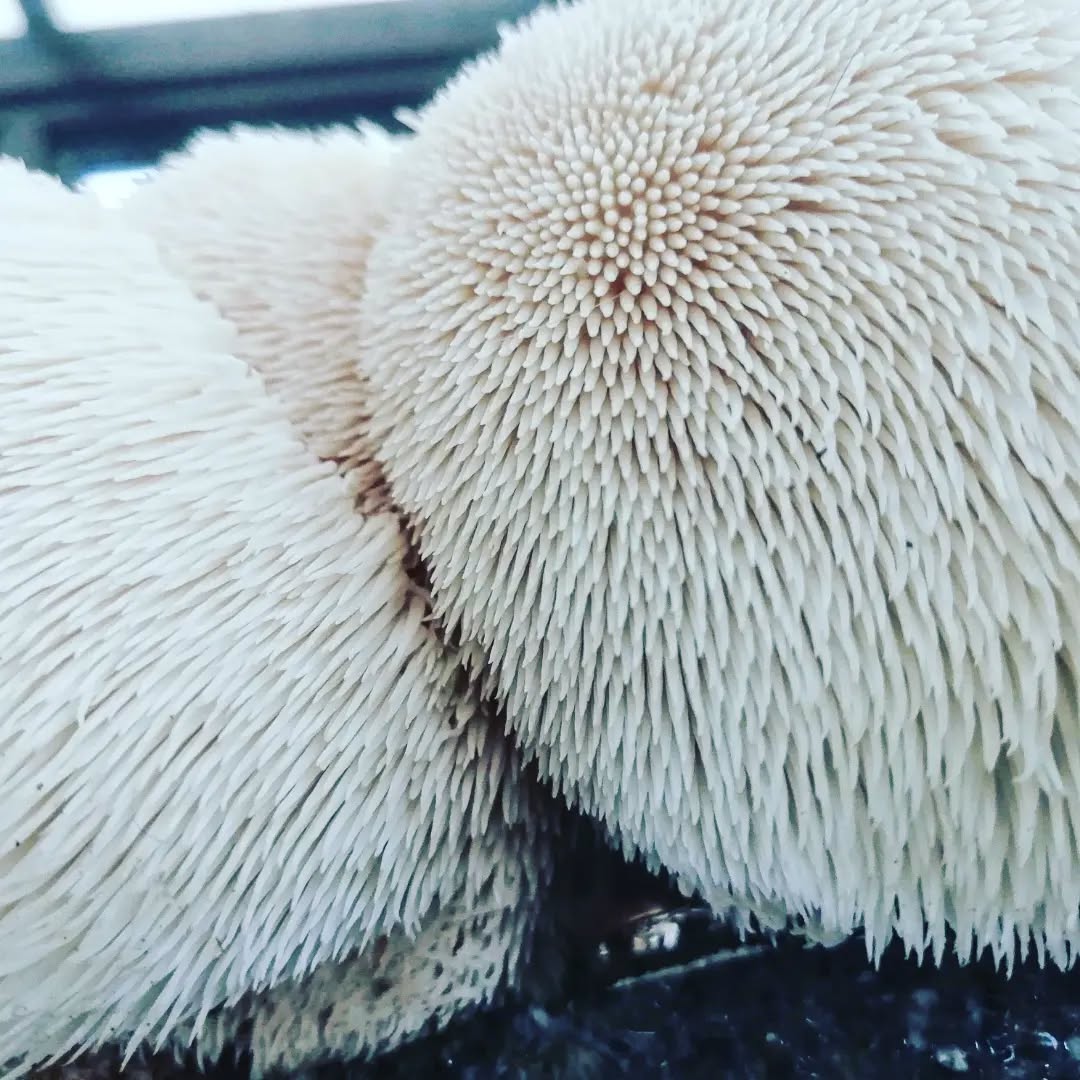 Our 2022 Lion's mane strain. Easy to grow, vigorous coloniser & a prolific large flush fruiter. #growkit #culture #spawn #agar #yourchoice #mushroomgrowkit #mushroomgrowbox #mushroomcultivation #liquidculture #fungi #mushroomgrowing #mushlove #fungilove #fungifanatic ##fantasticfungi